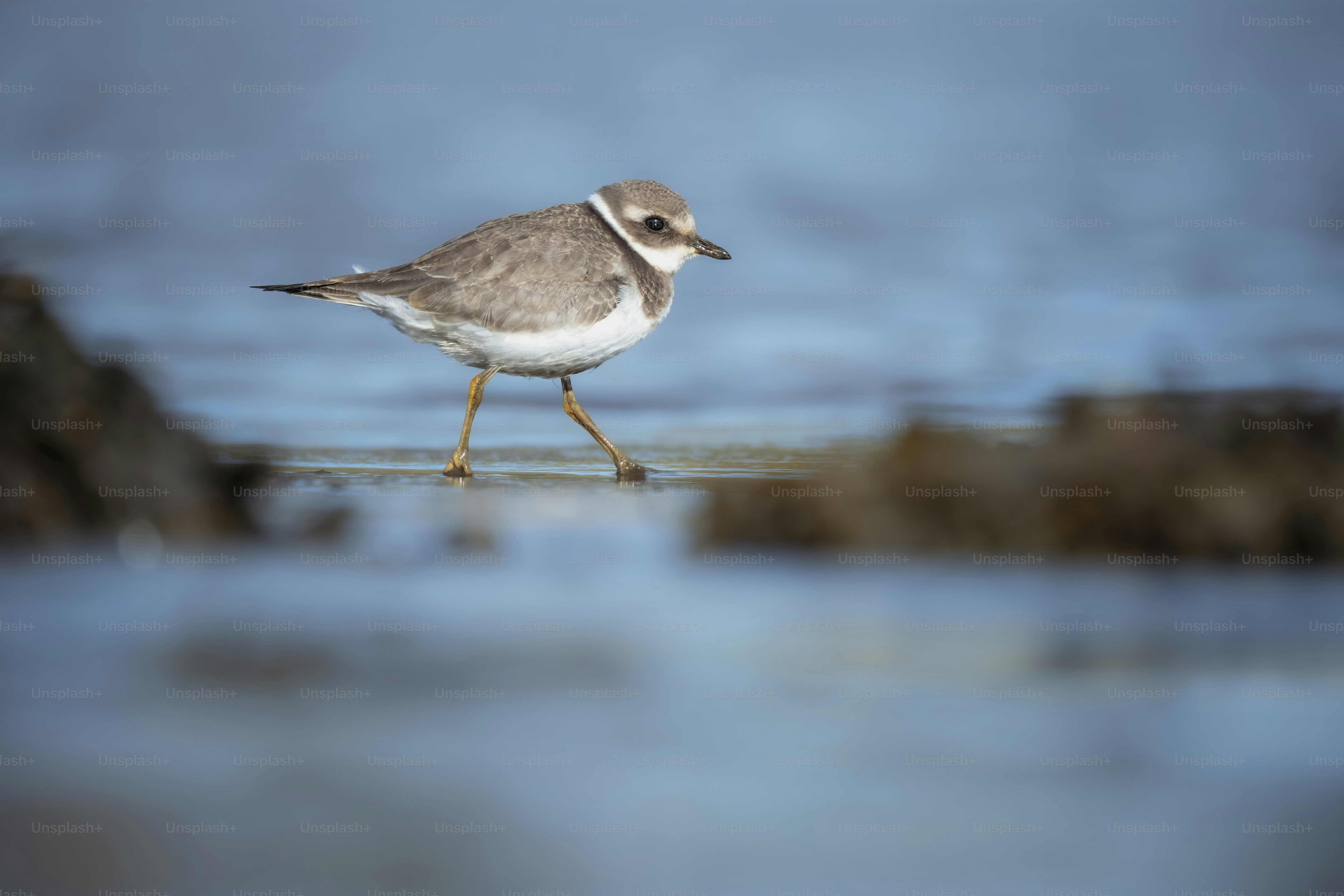 A small bird walks on a wet sandy shore.
