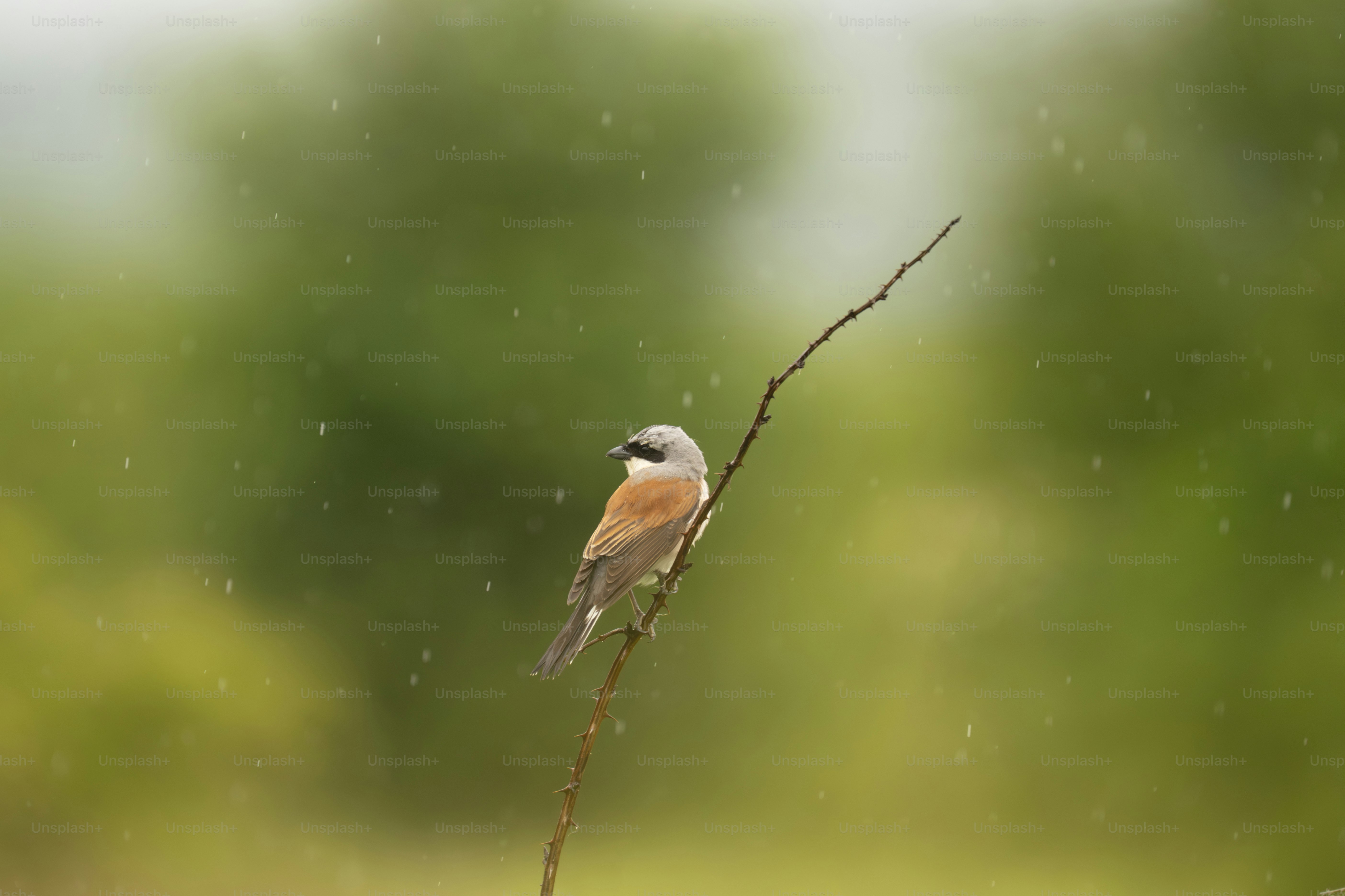 A small bird perched on a branch in the rain.