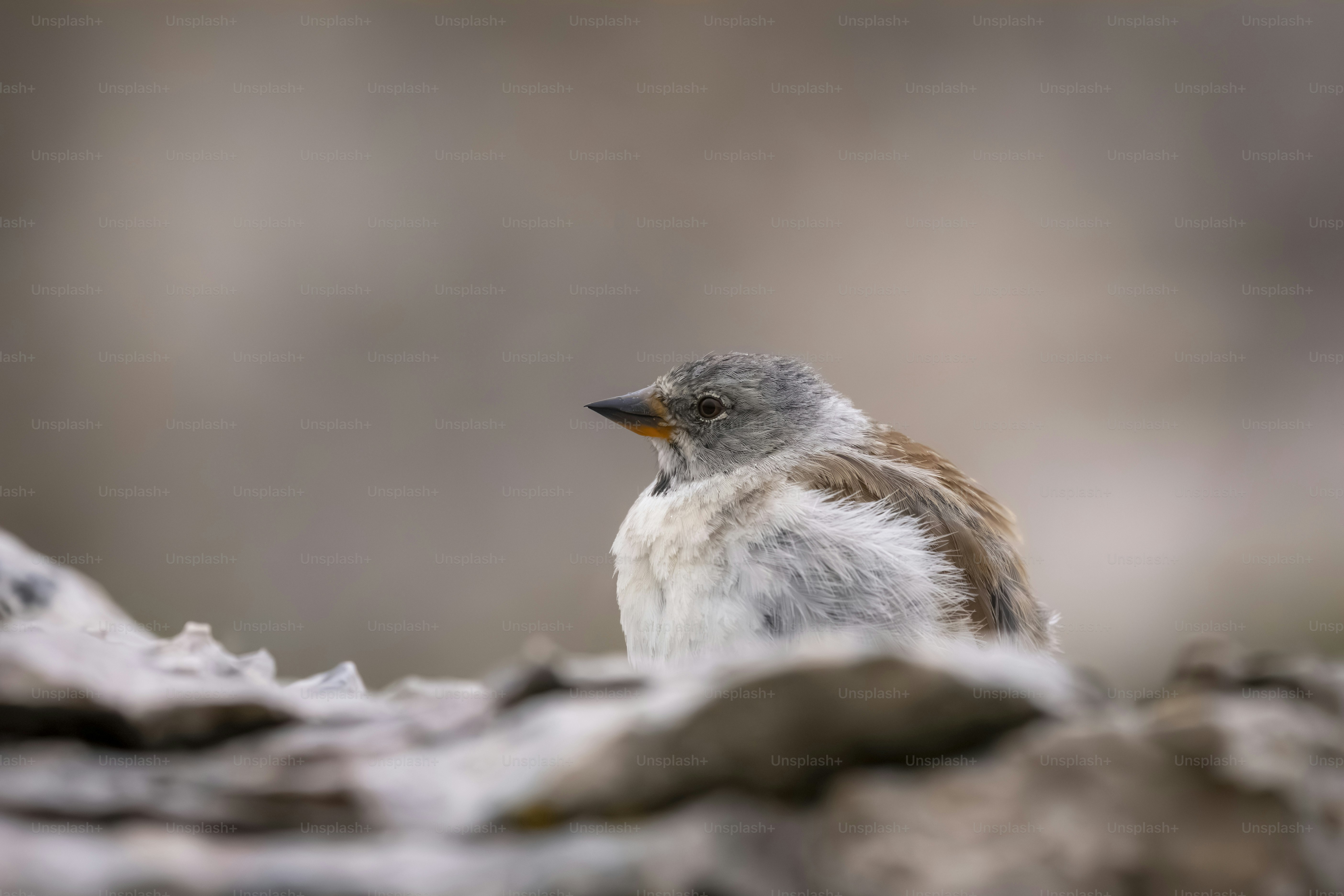A small bird with gray and brown feathers sits.