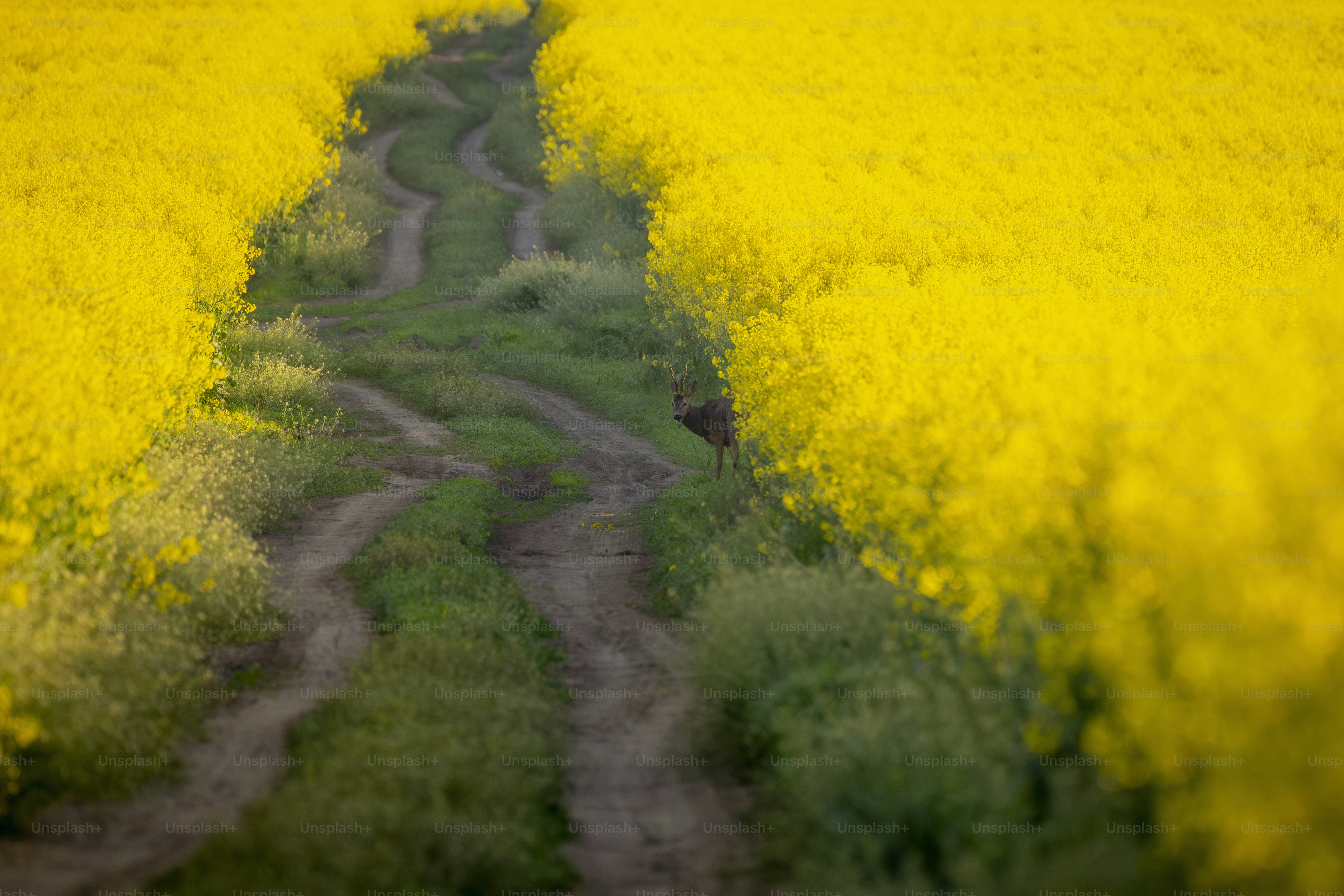 Winding dirt path through vibrant yellow canola fields