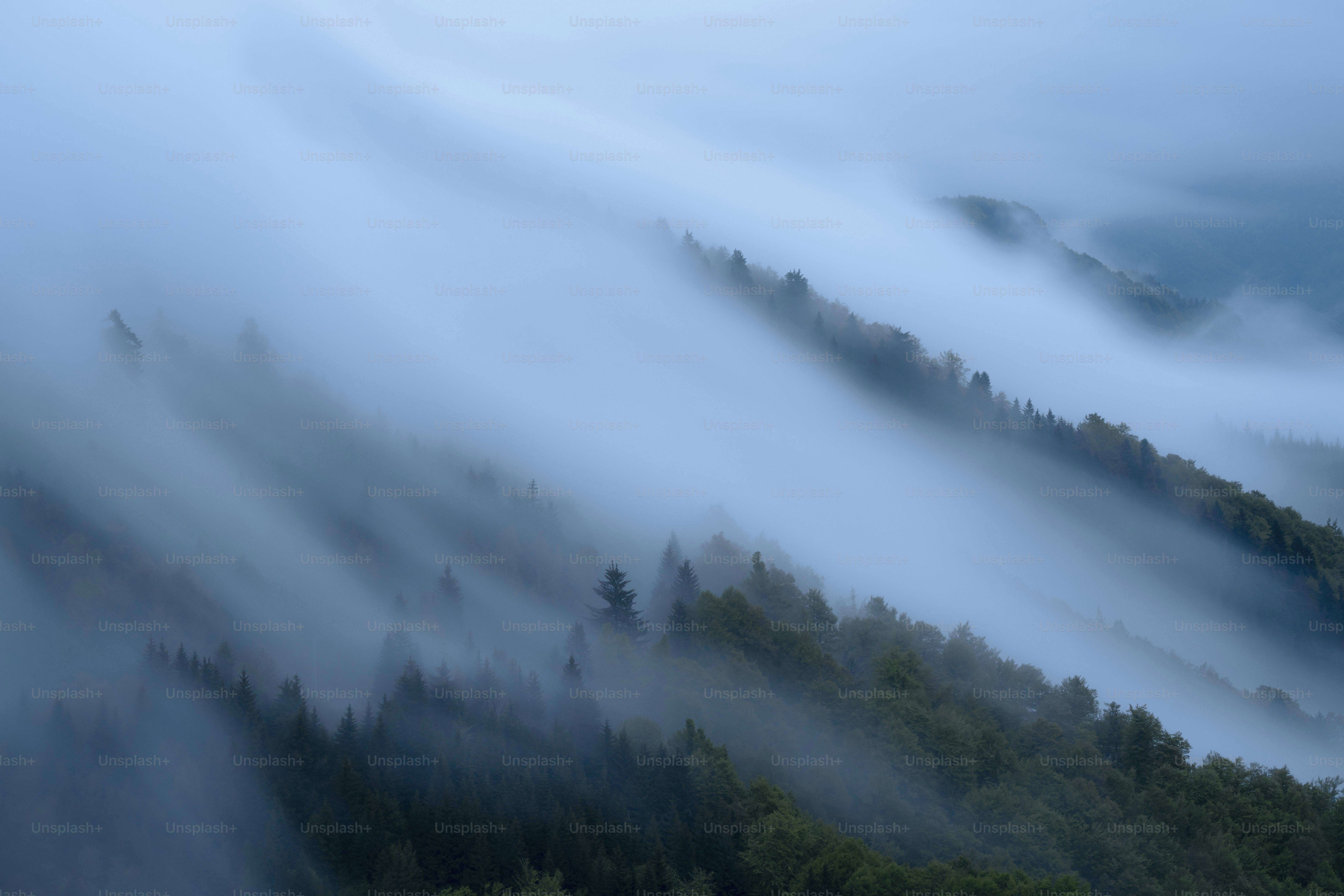 Misty forest slopes with trees shrouded in fog.