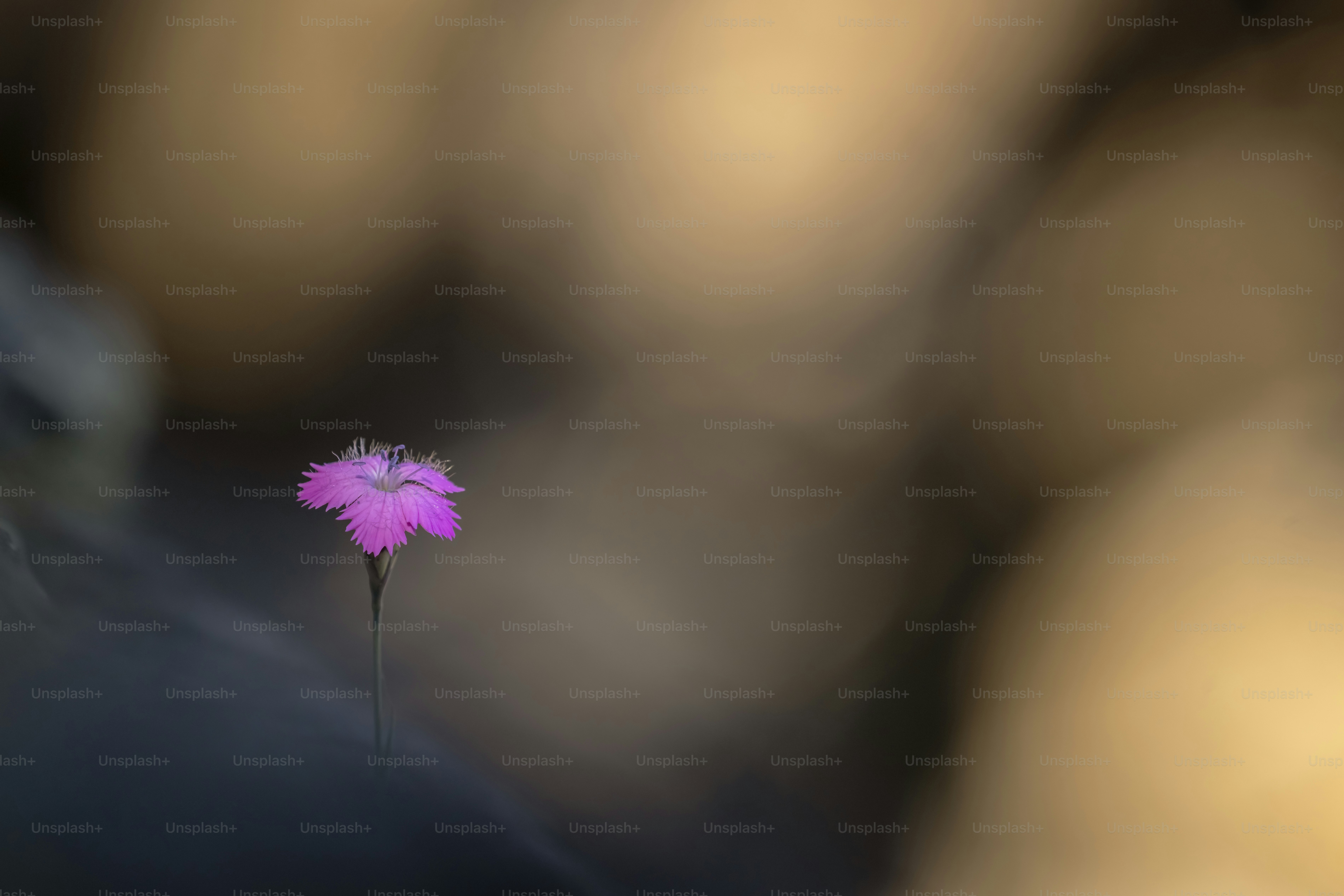 A single pink wildflower blooms in soft light.