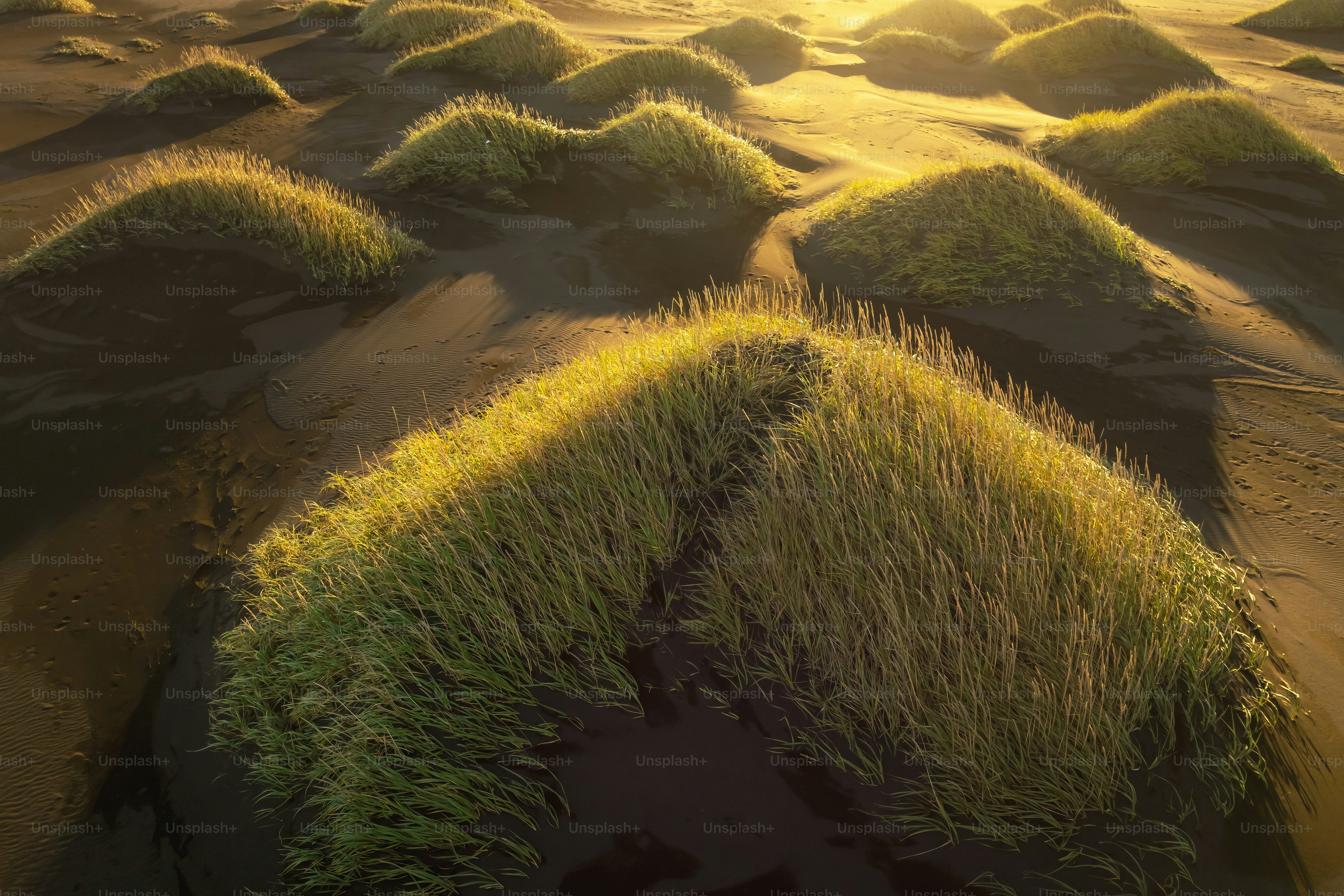 Grassy sand dunes illuminated by golden hour sunlight.