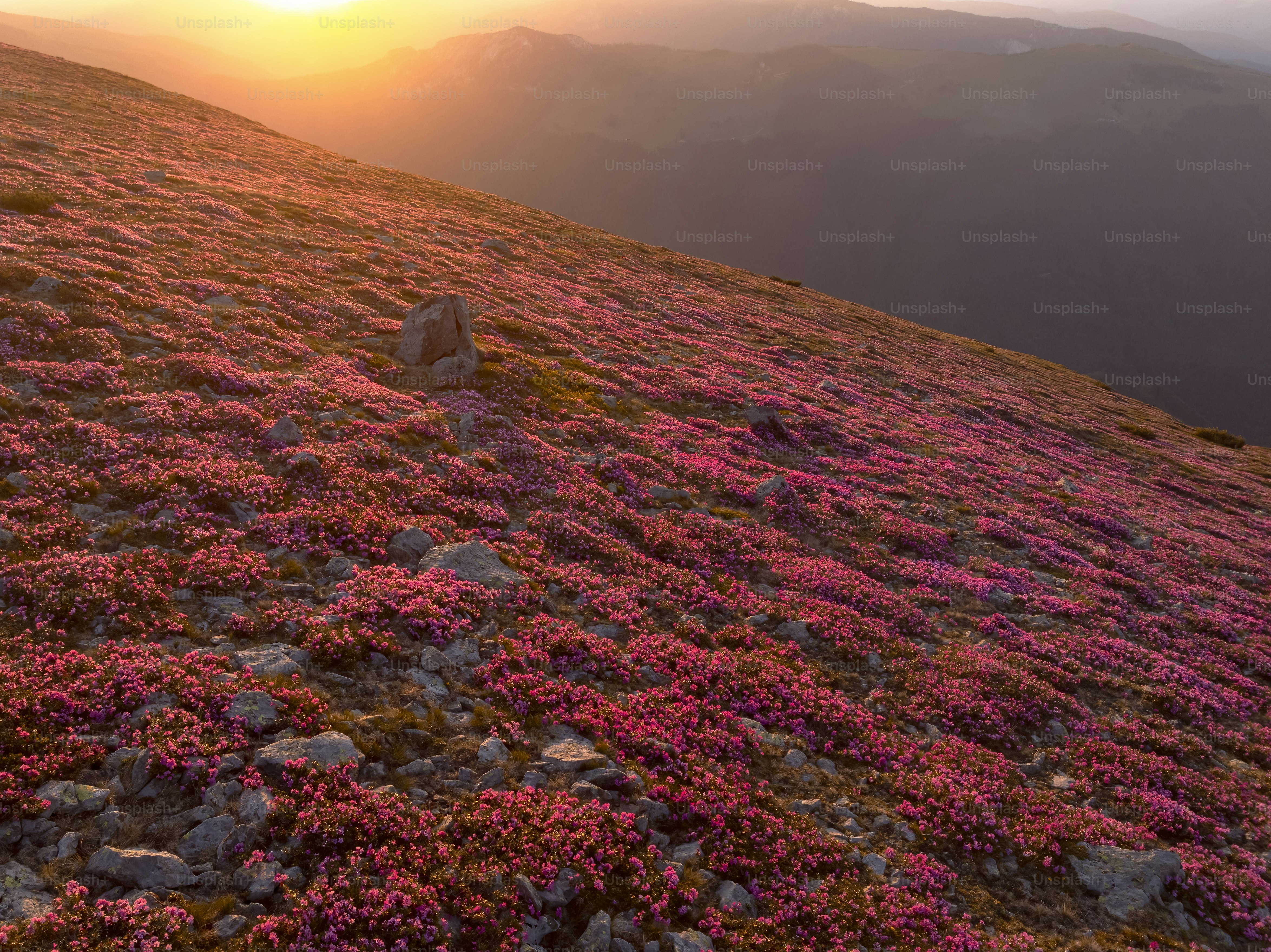 Ladera de montaña cubierta de flores rosas al atardecer.