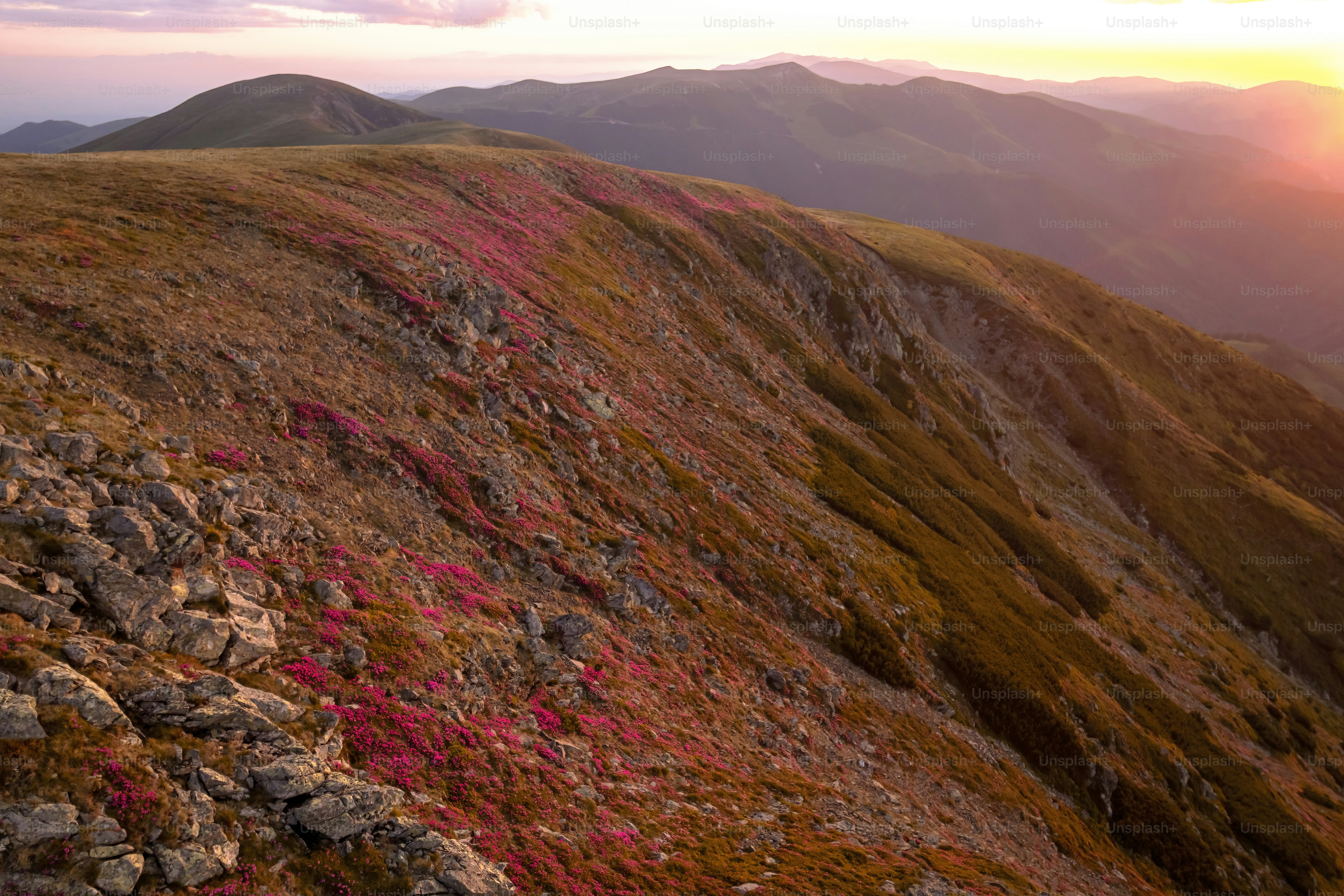 Mountain slope with pink flowers at sunset