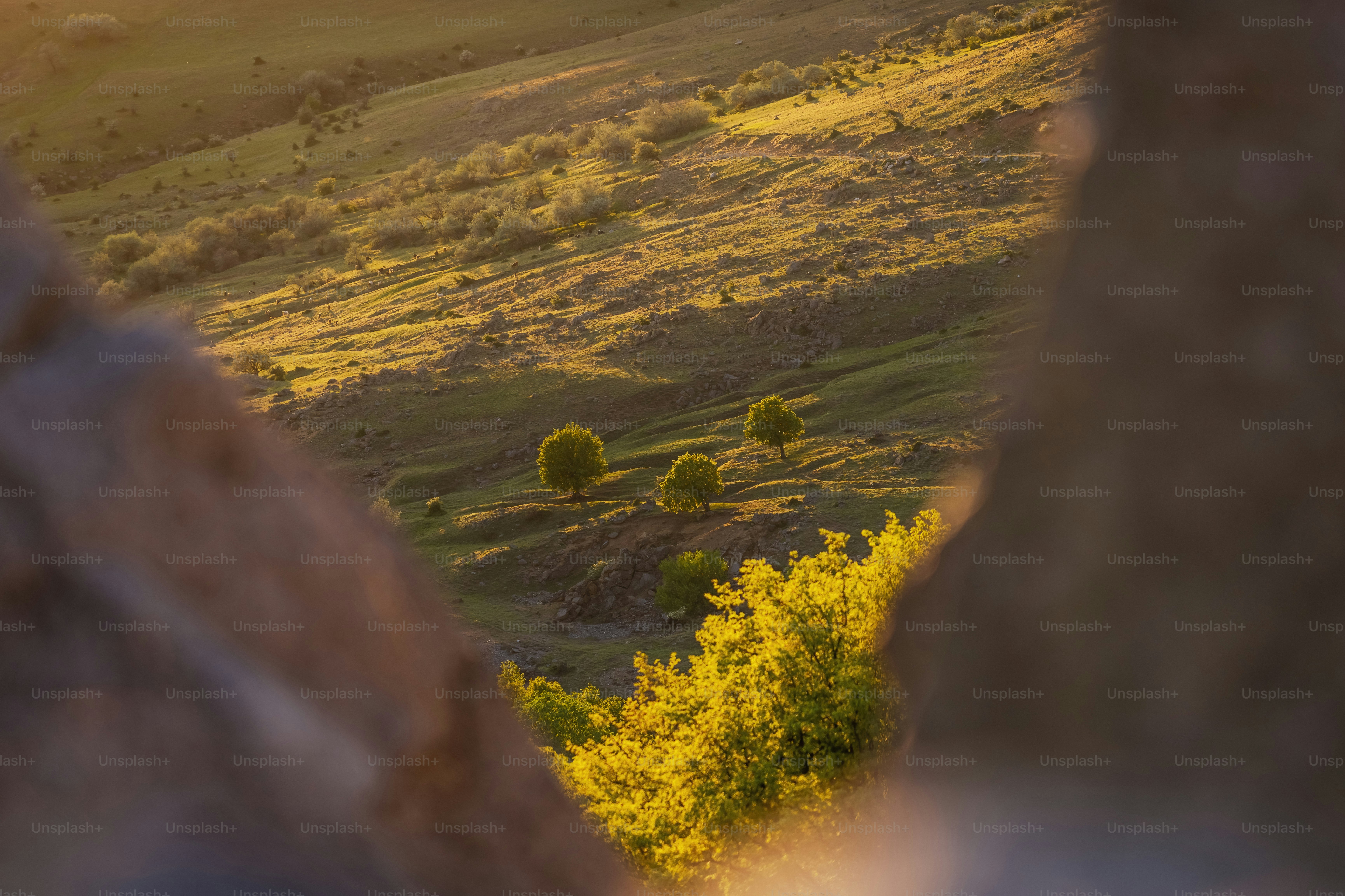 Golden sunlight illuminates rolling hills with scattered trees.