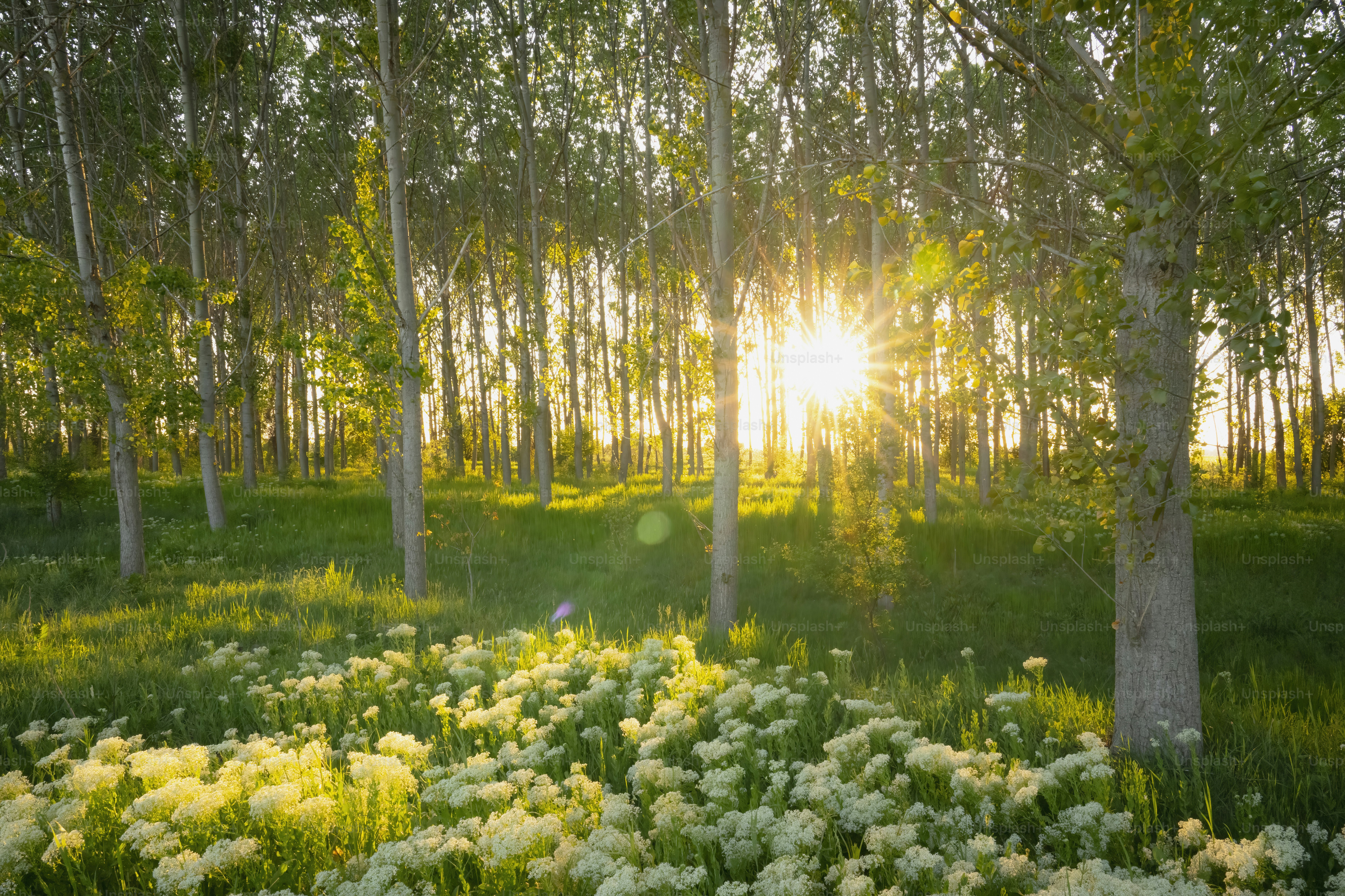 A luz do sol atravessa as árvores e cai nas flores silvestres.