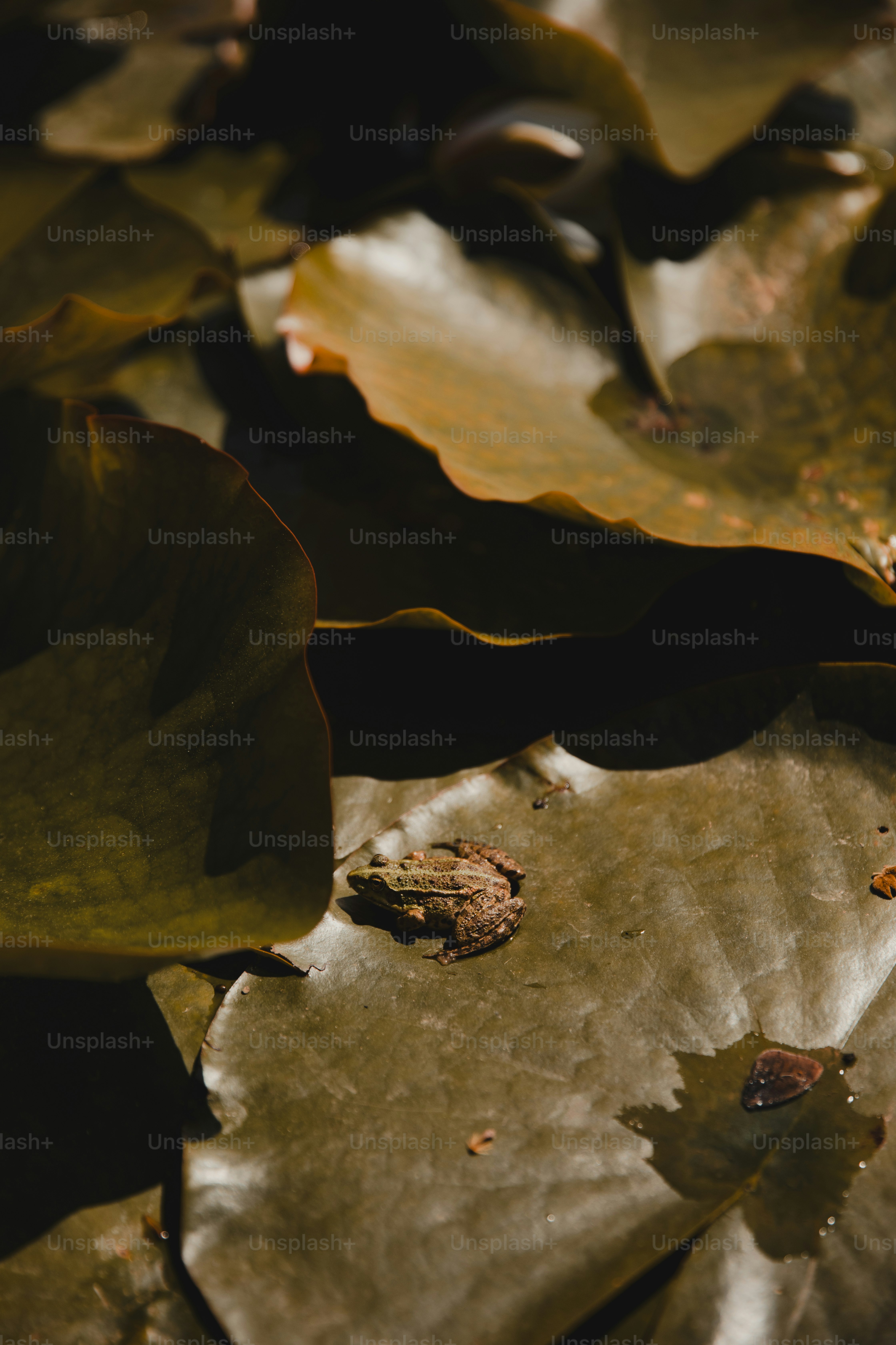 Une petite grenouille repose sur un nénuphar.
