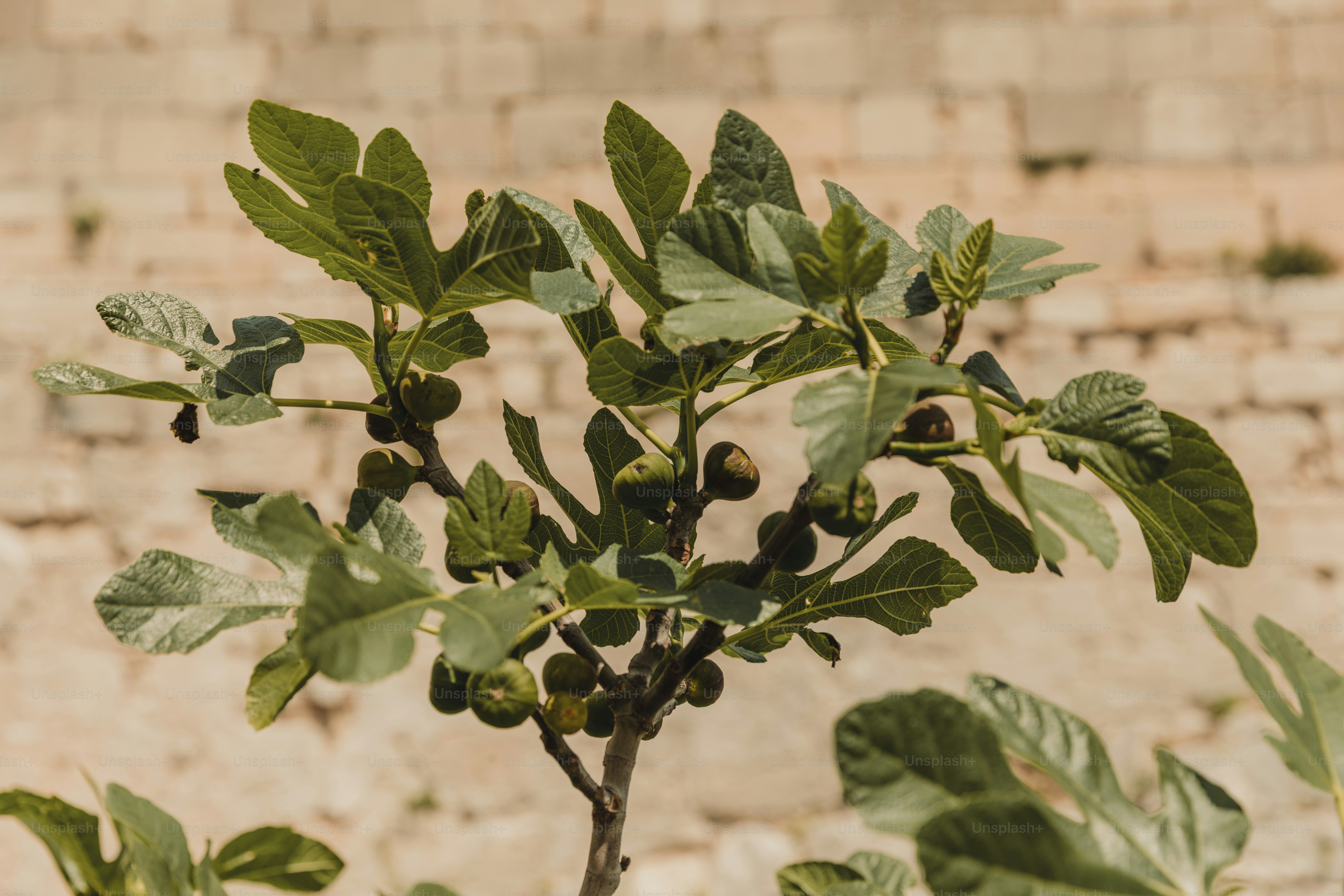 Un petit figuier avec des fruits et des feuilles vertes.