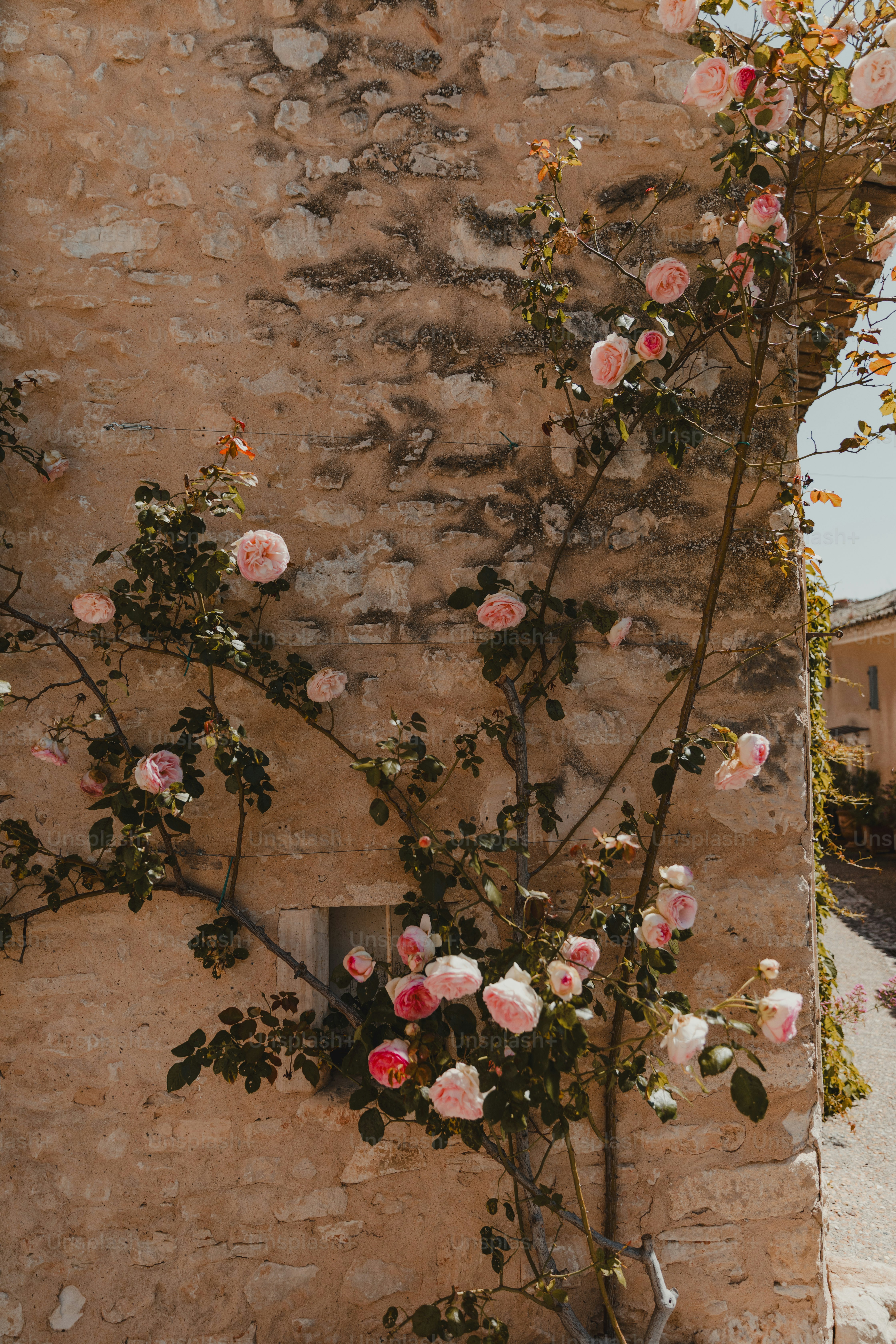 Des roses roses grimpant un mur de pierre