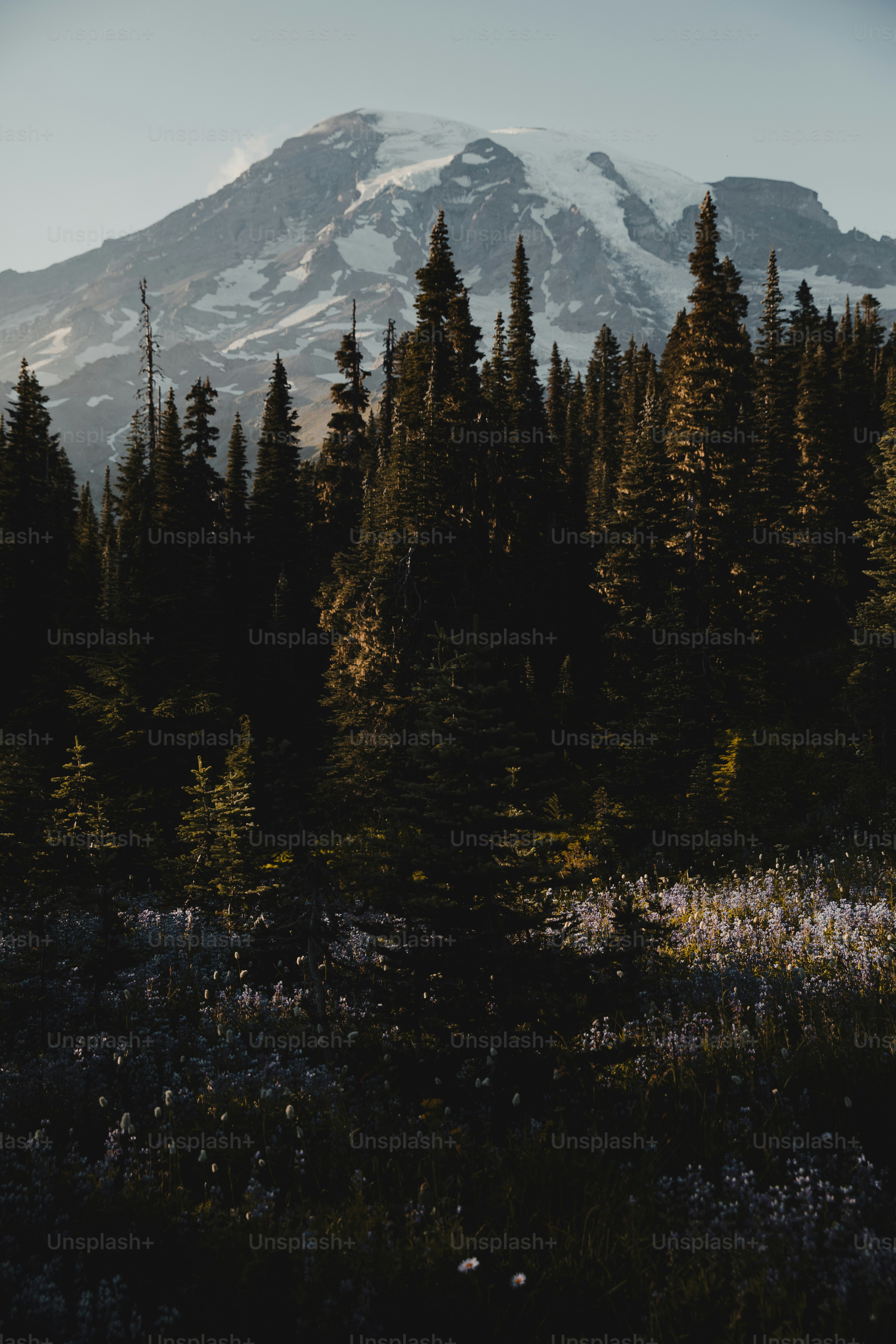 Montagne enneigée derrière une forêt de pins sombres