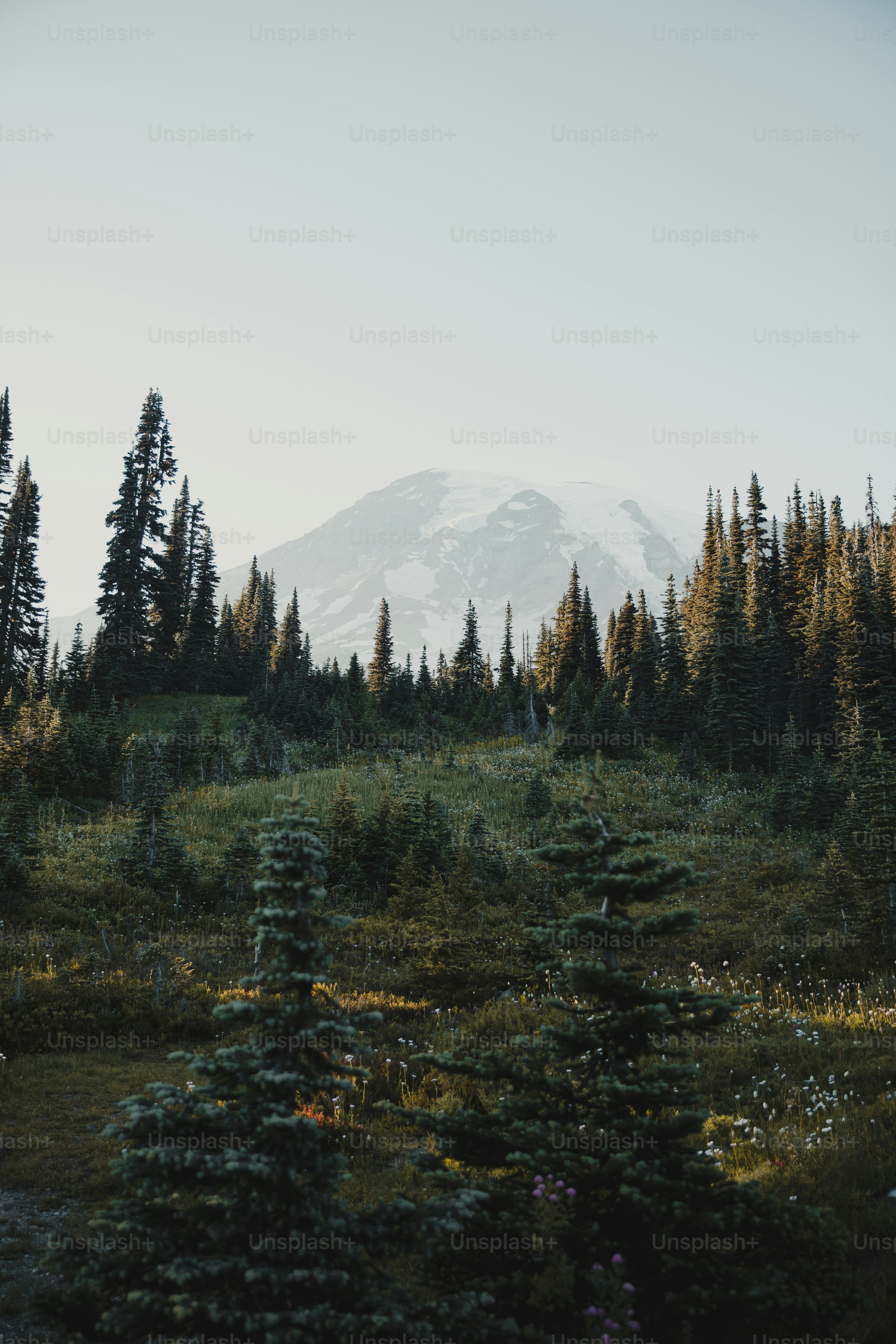Montagne enneigée derrière une forêt de pins dense