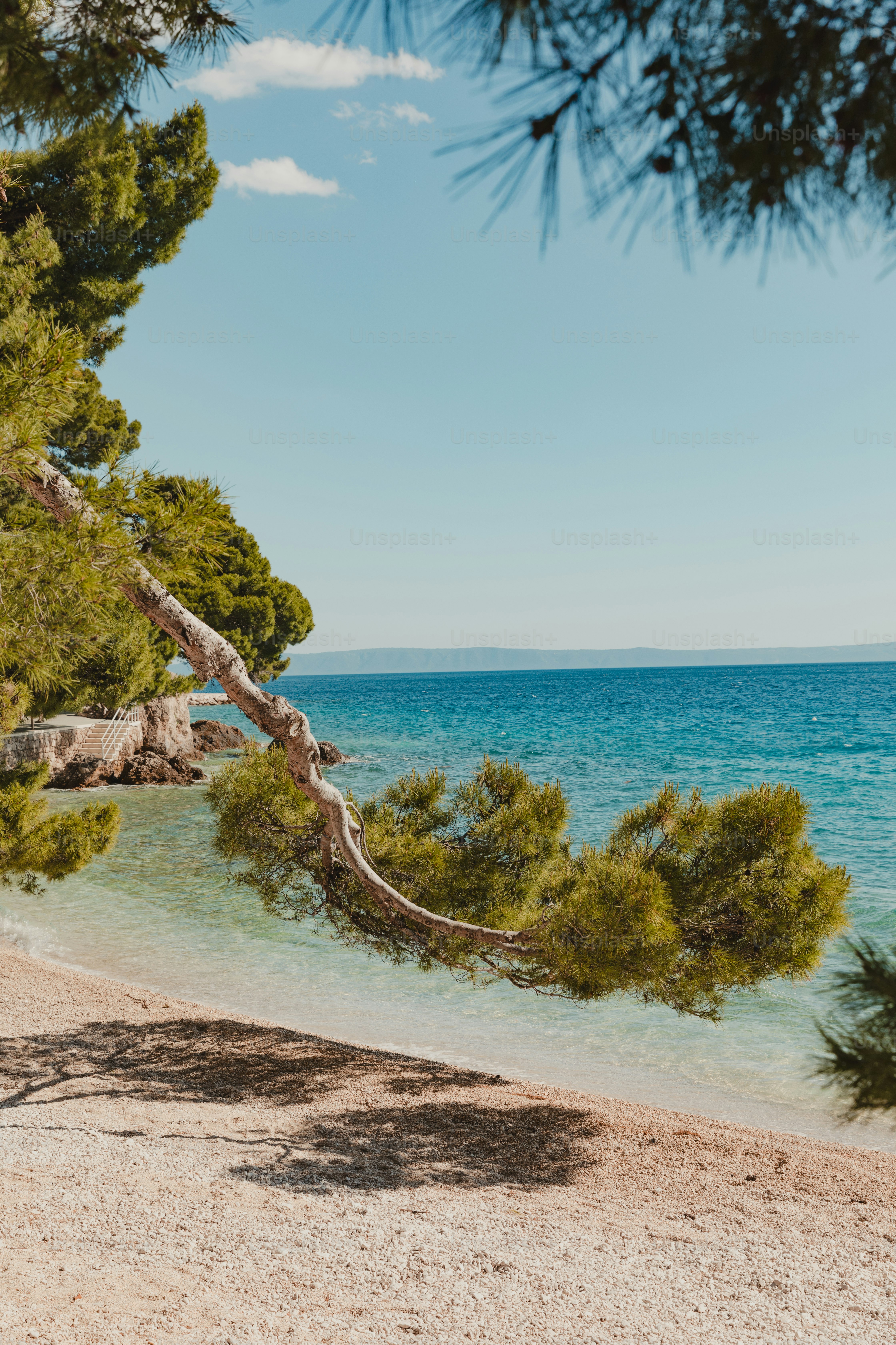 Branche de pin au-dessus d’une plage océanique paisible et bleue