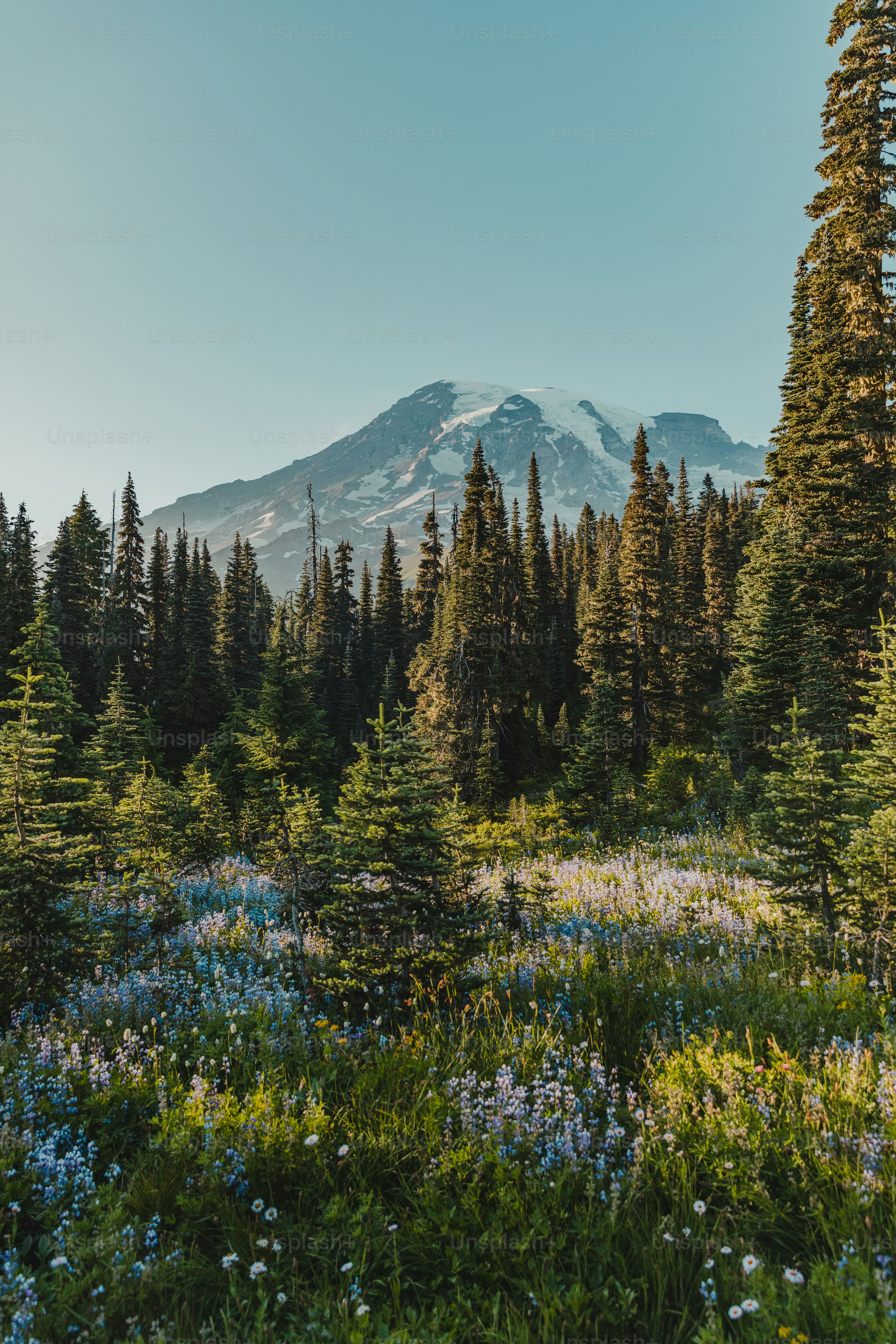 Montagne enneigée derrière une forêt et des fleurs sauvages.