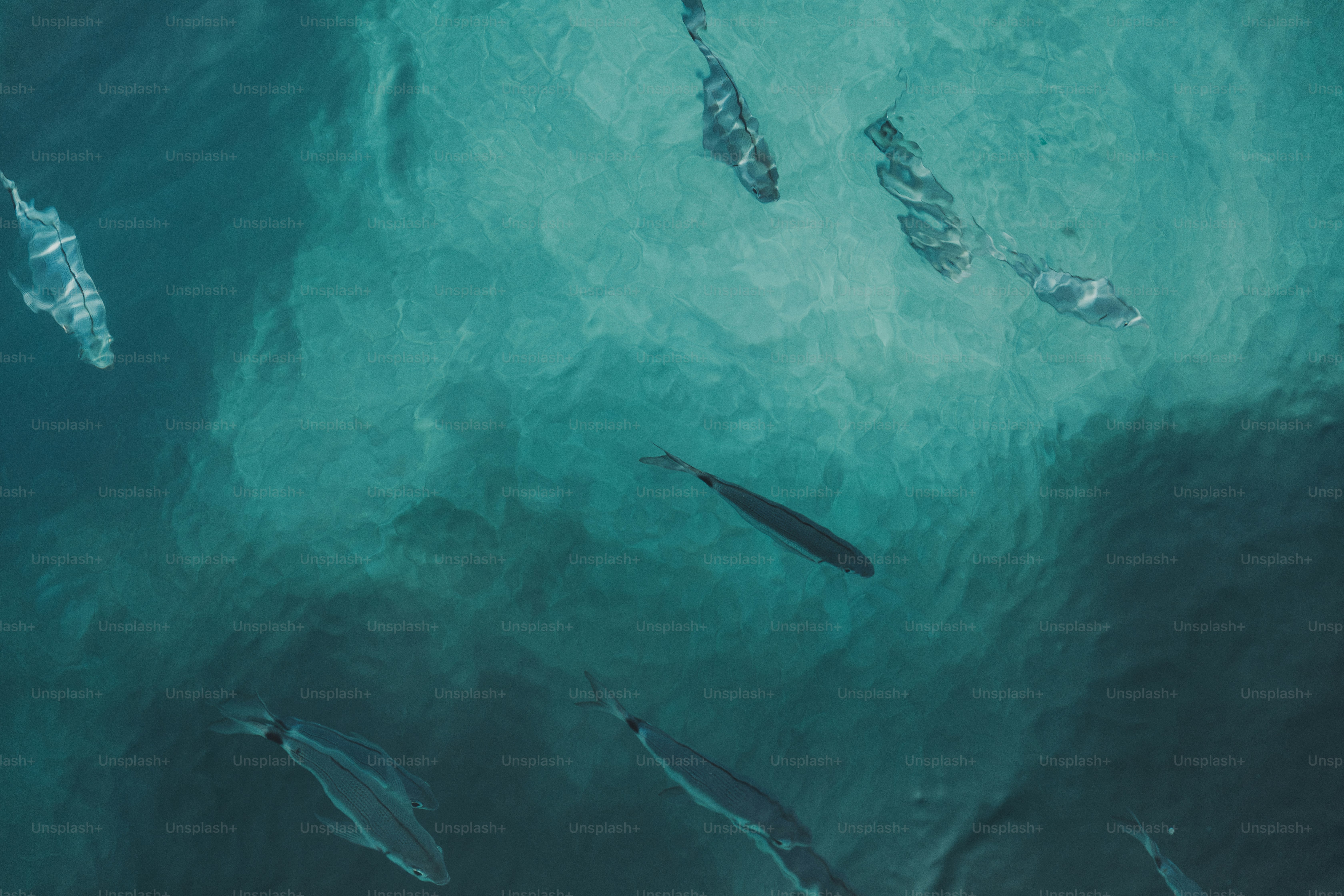 Un banc de poissons nage dans une eau claire bleue de l’océan.