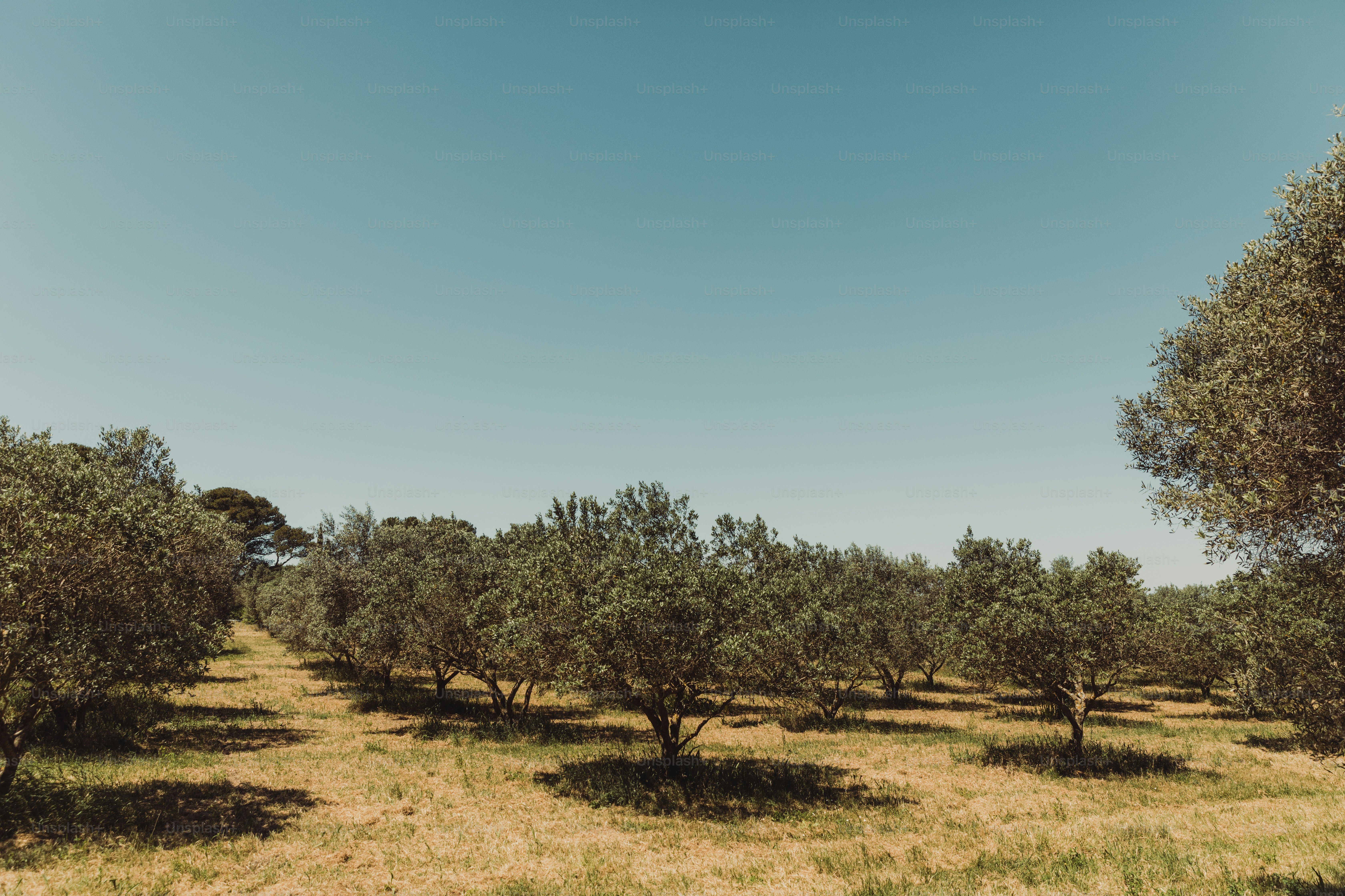 Des rangées d’oliviers dans un champ baigné de soleil.