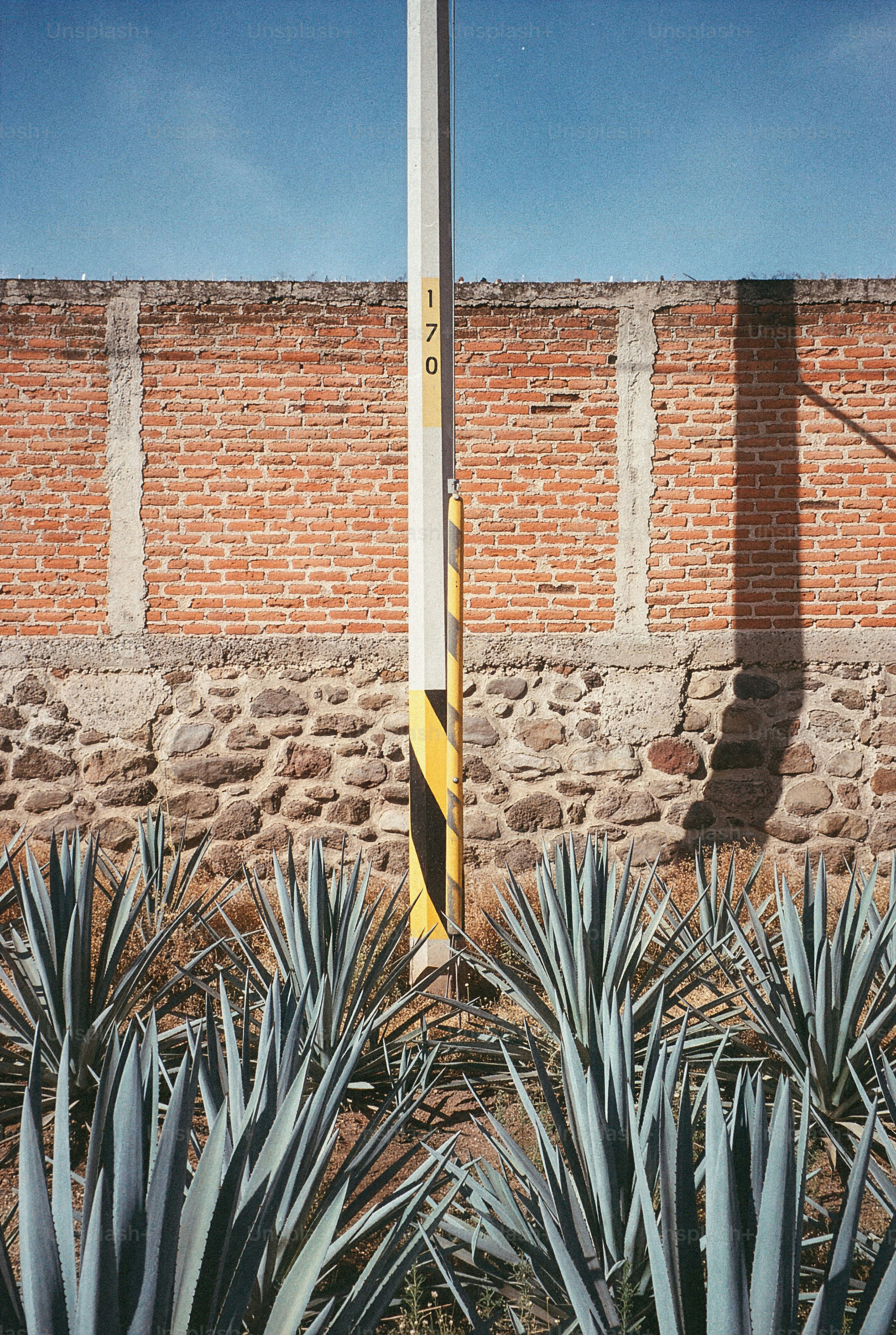 Agave plants in front of a brick wall.