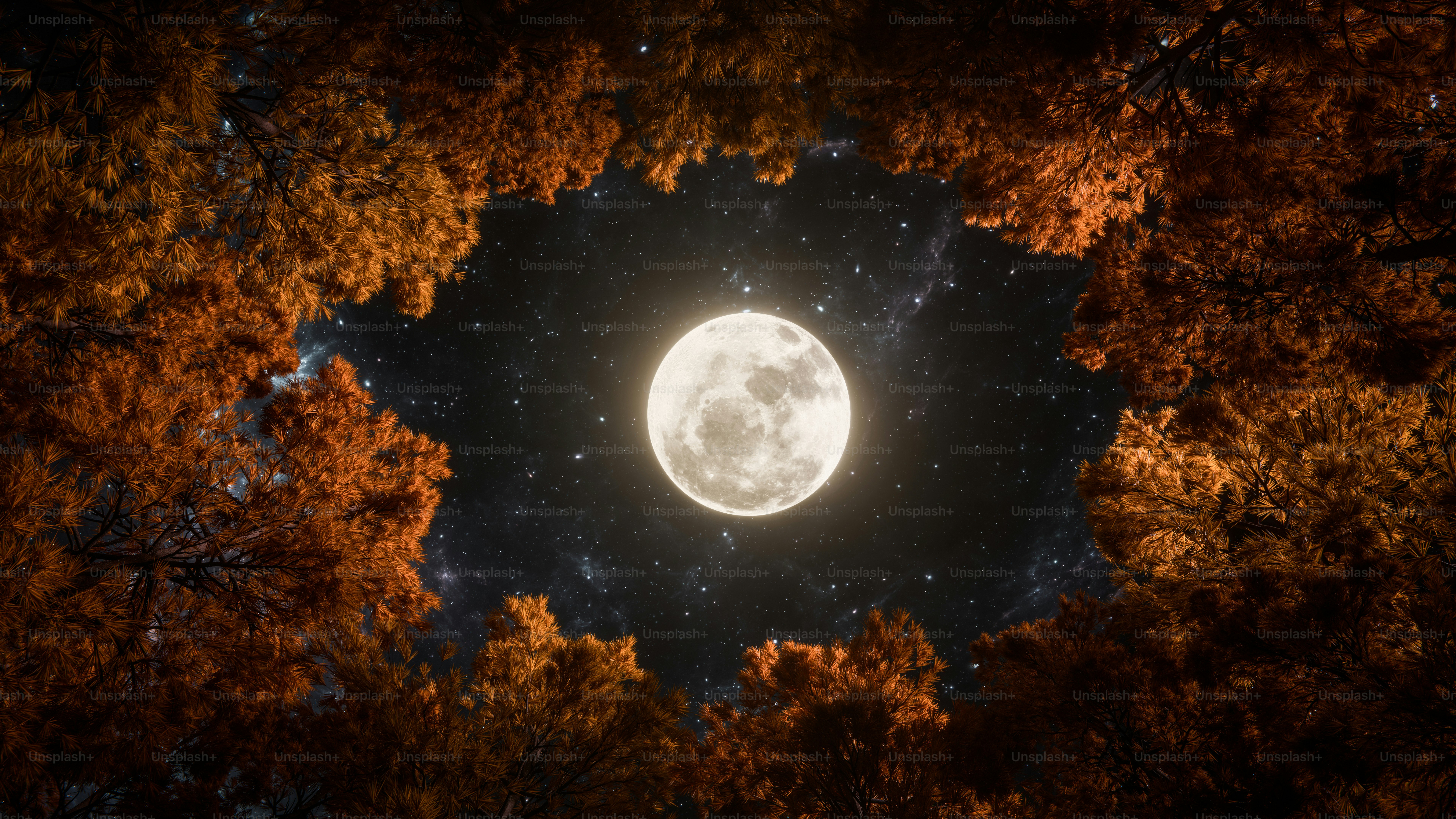 Full moon shining through autumn trees at night photo – Dark Image on ...