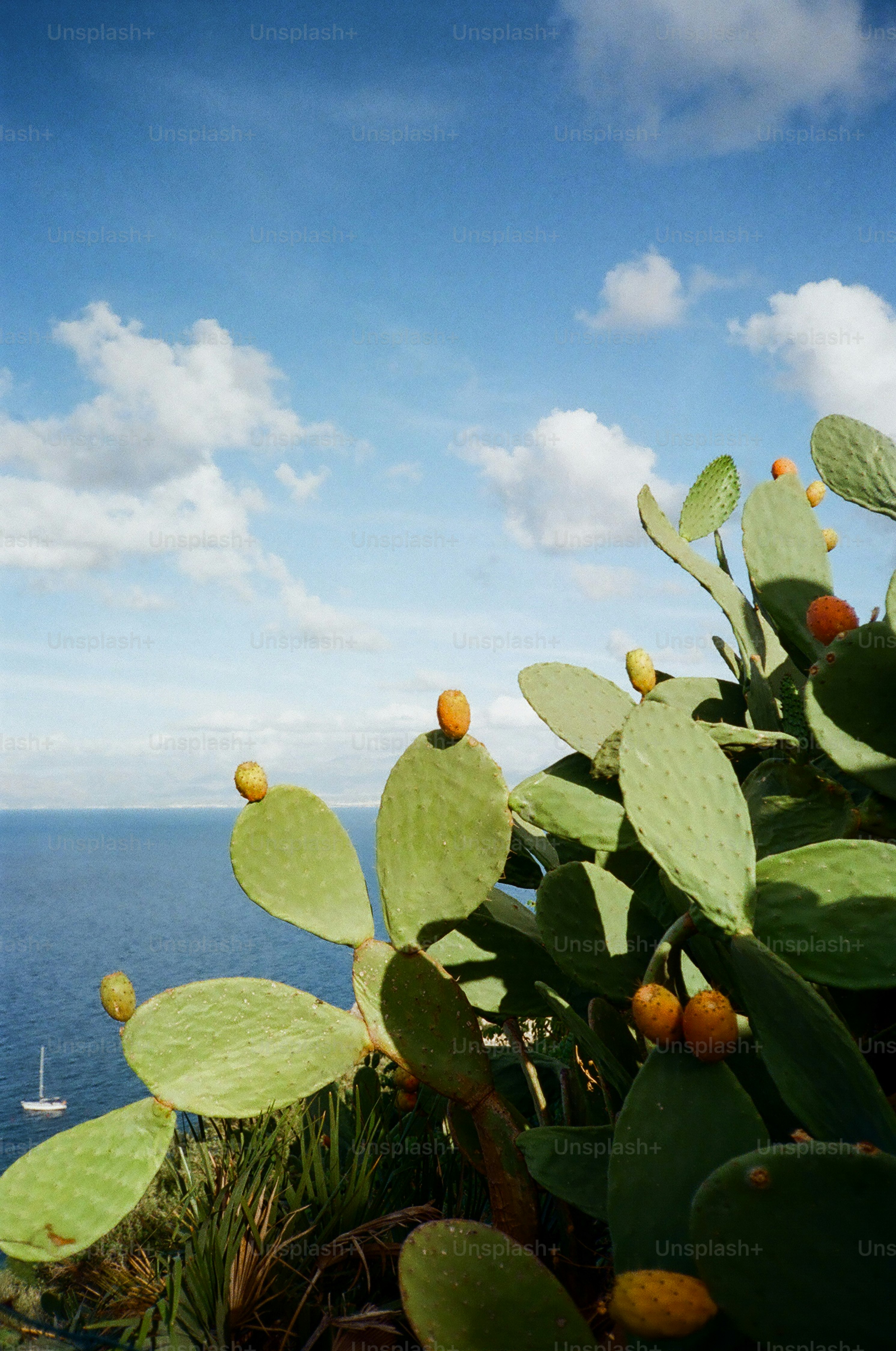 Prickly pear cactus with fruit by the ocean