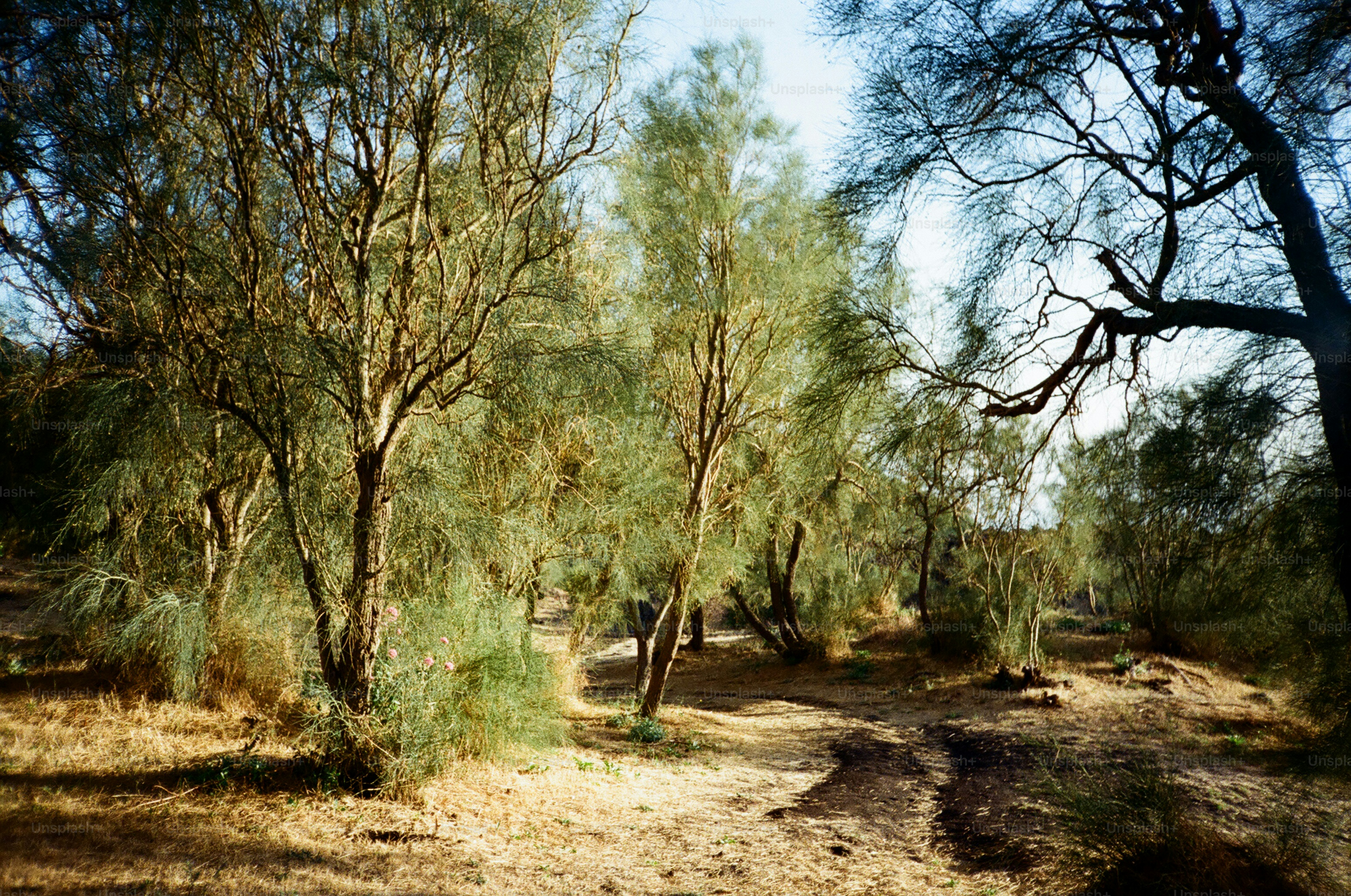 A sun-dappled path through a sparse desert forest.