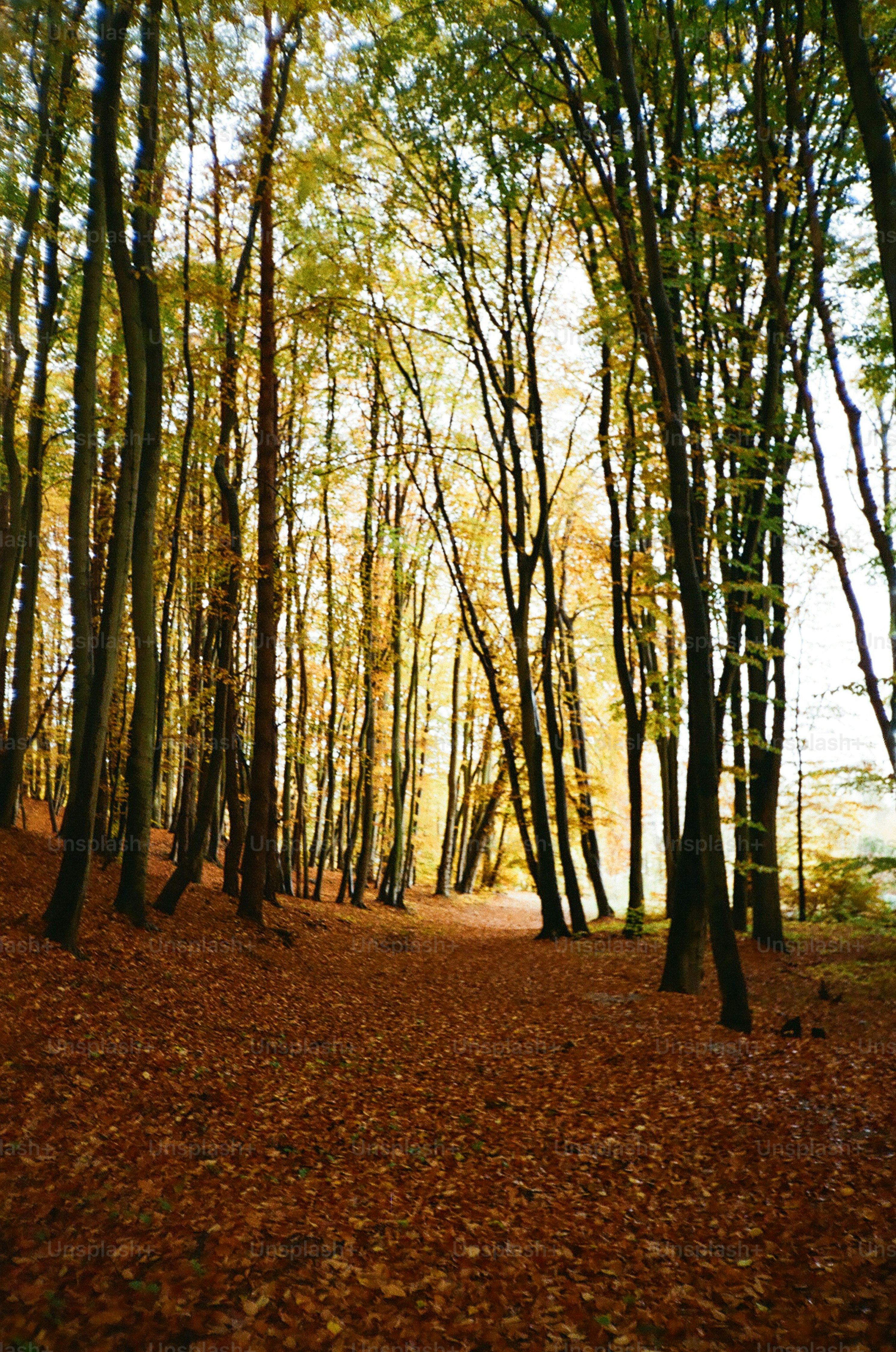 A forest path covered in fallen autumn leaves.