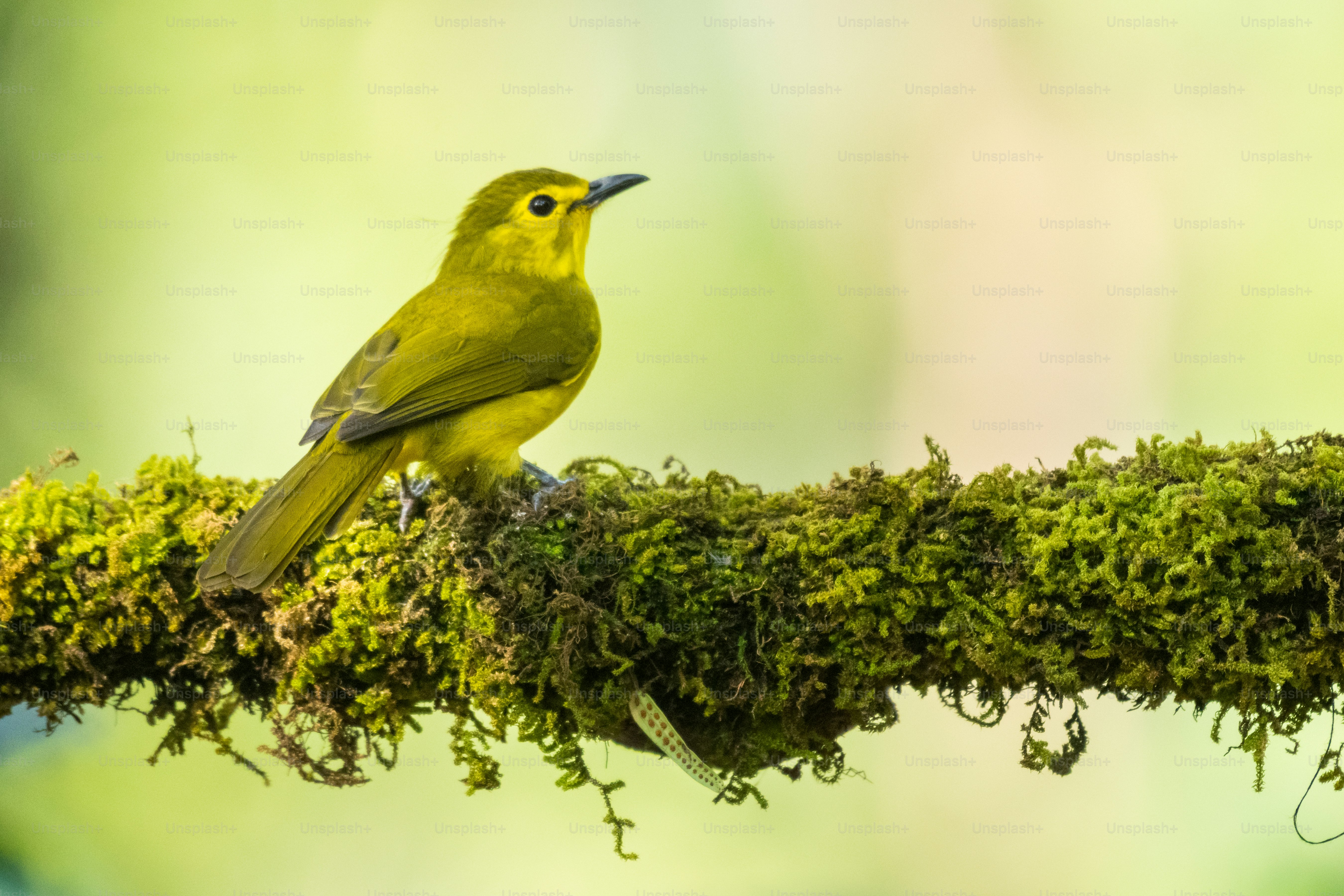 A small yellow bird perched on a mossy branch