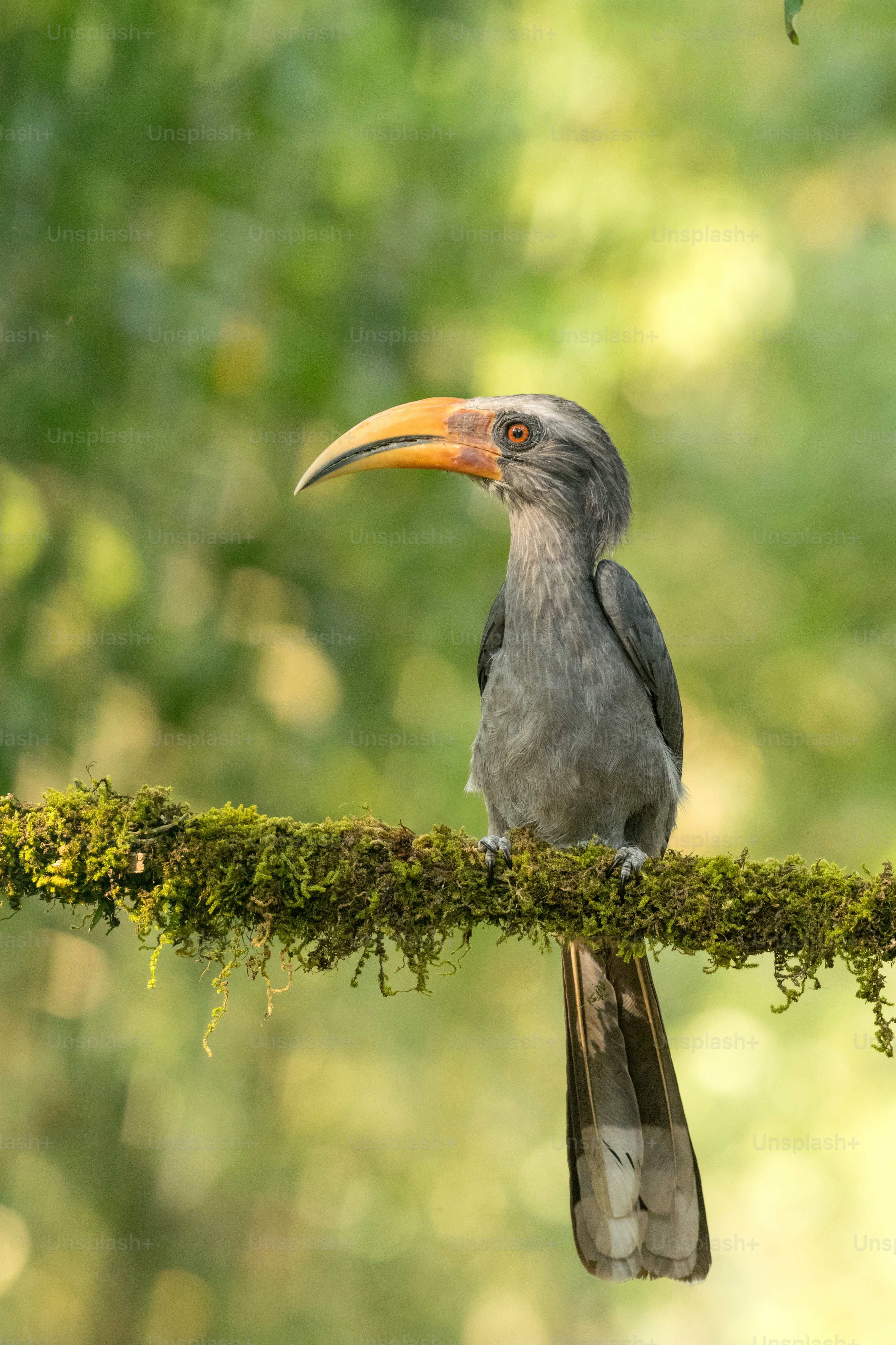 A grey hornbill perched on a mossy branch.