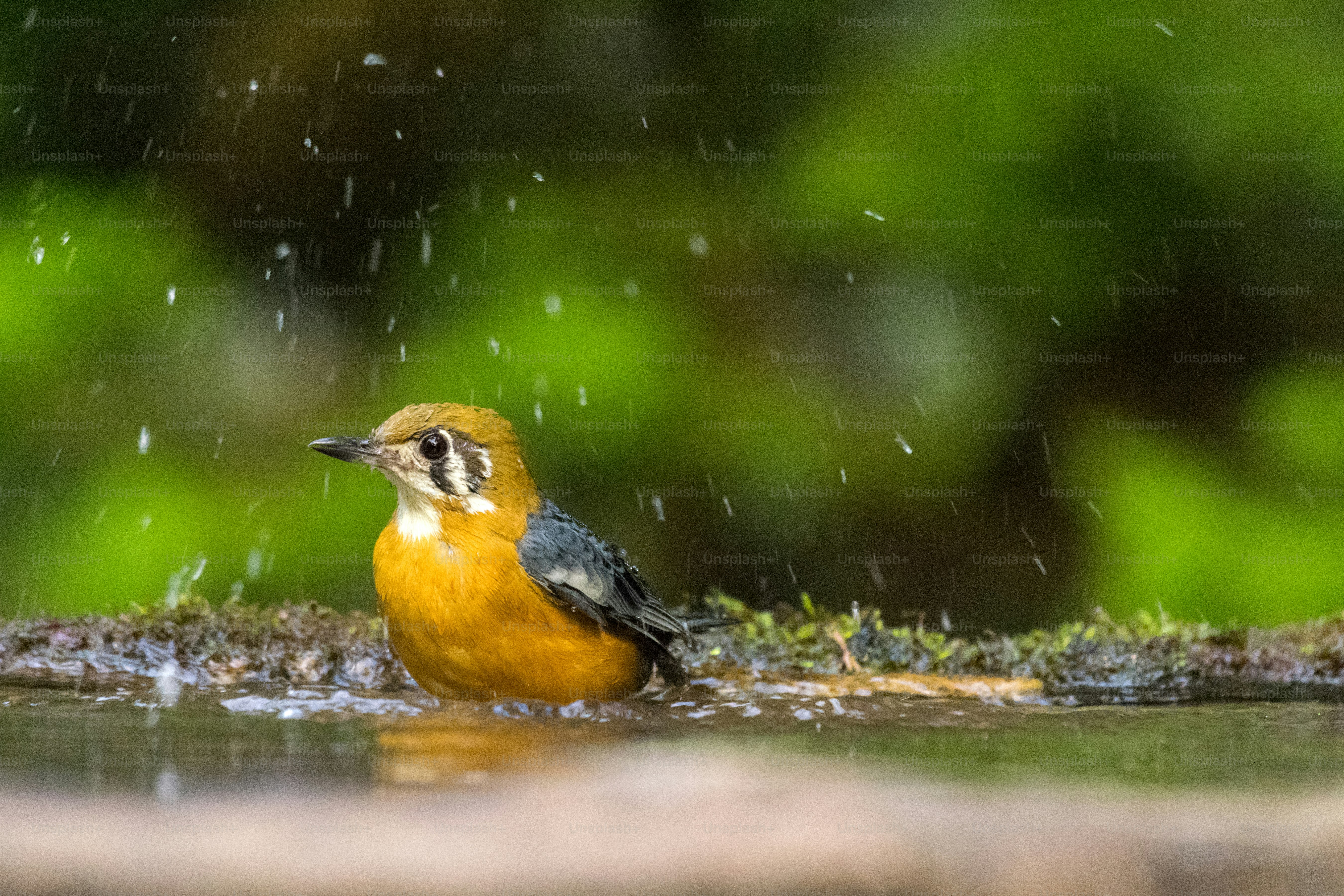 Orange and white bird bathing in water