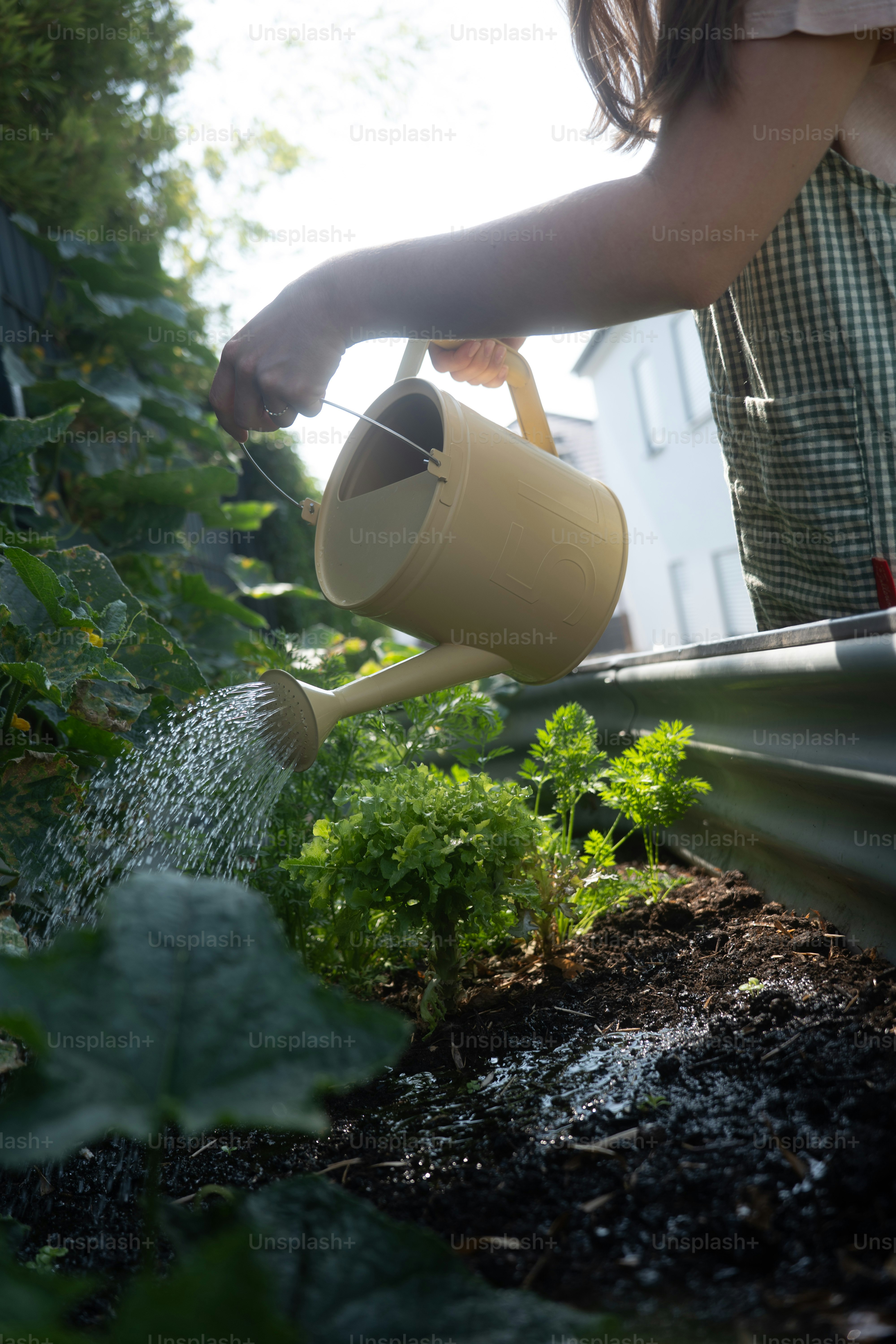 Person watering plants in a garden with a watering can.