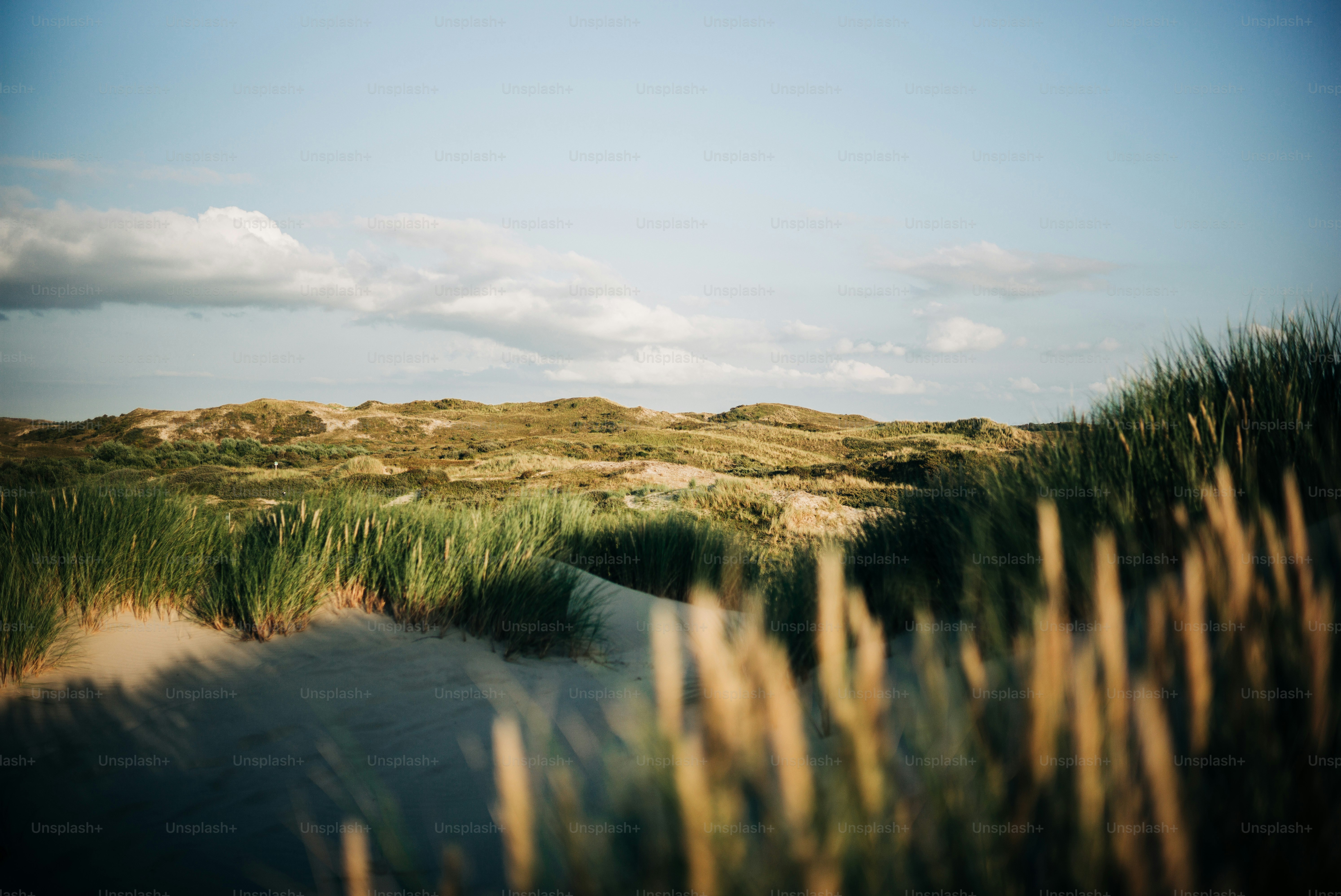 Grassy sand dunes under a bright blue sky