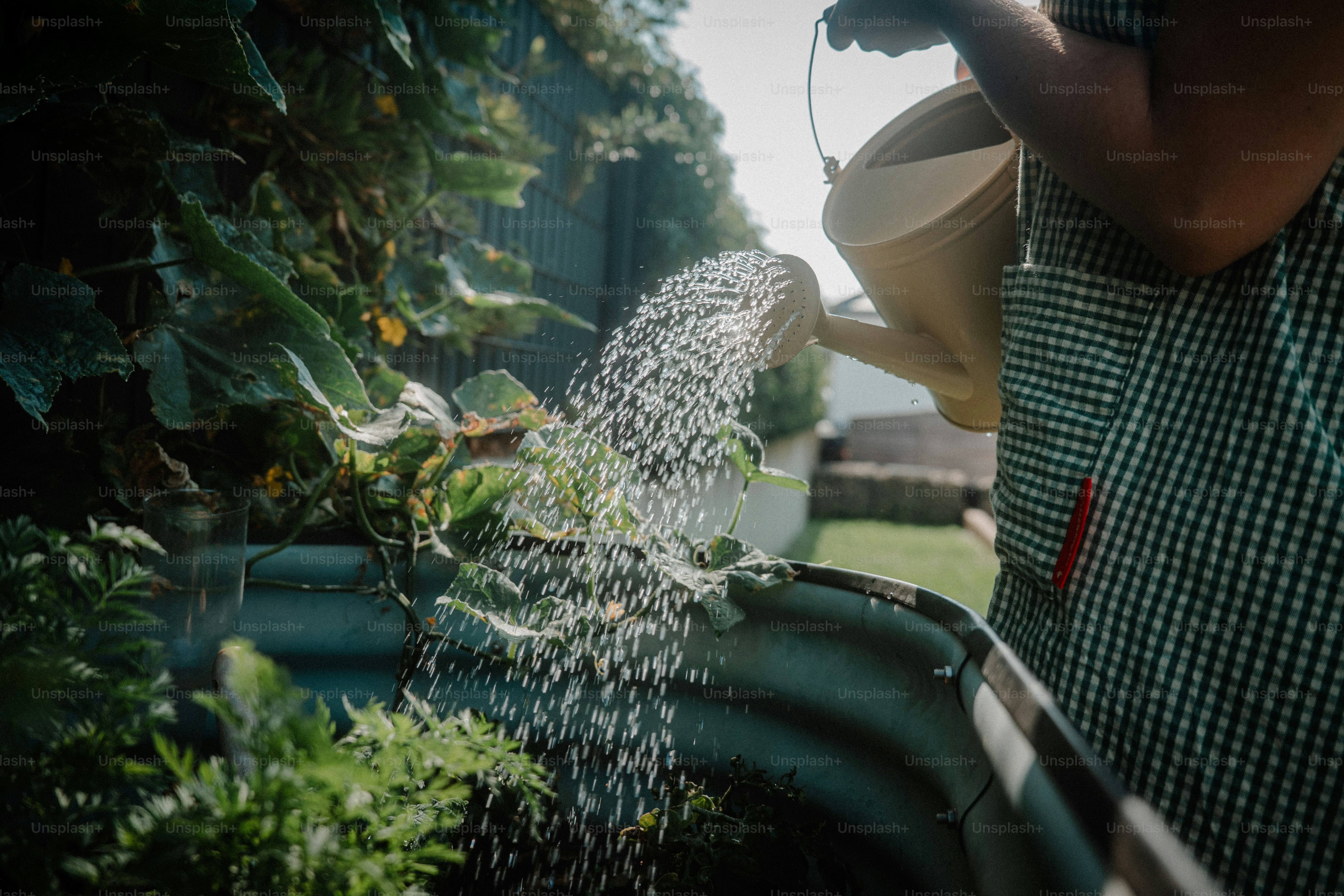 Person watering plants in a garden