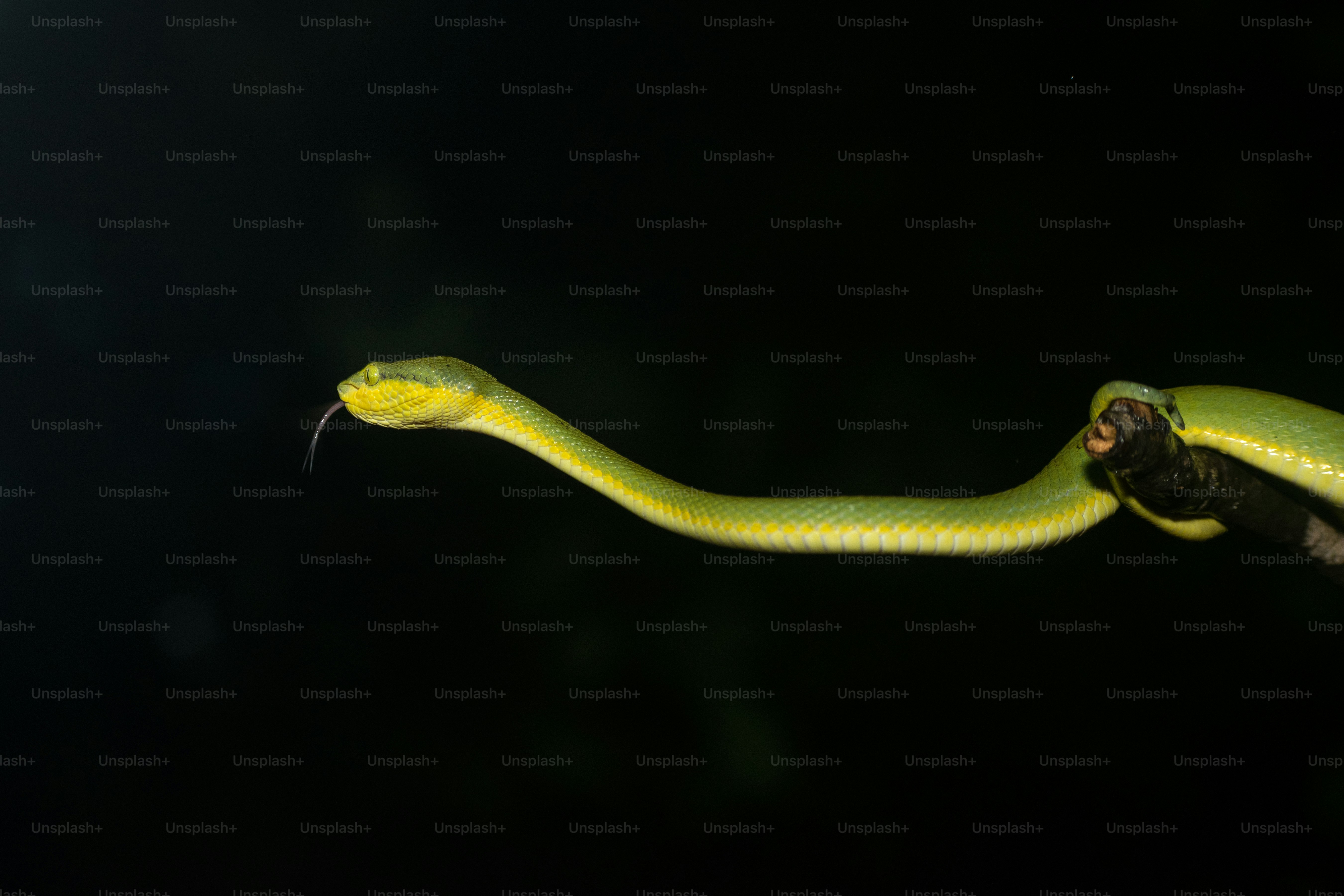 A green snake with its tongue out on a branch