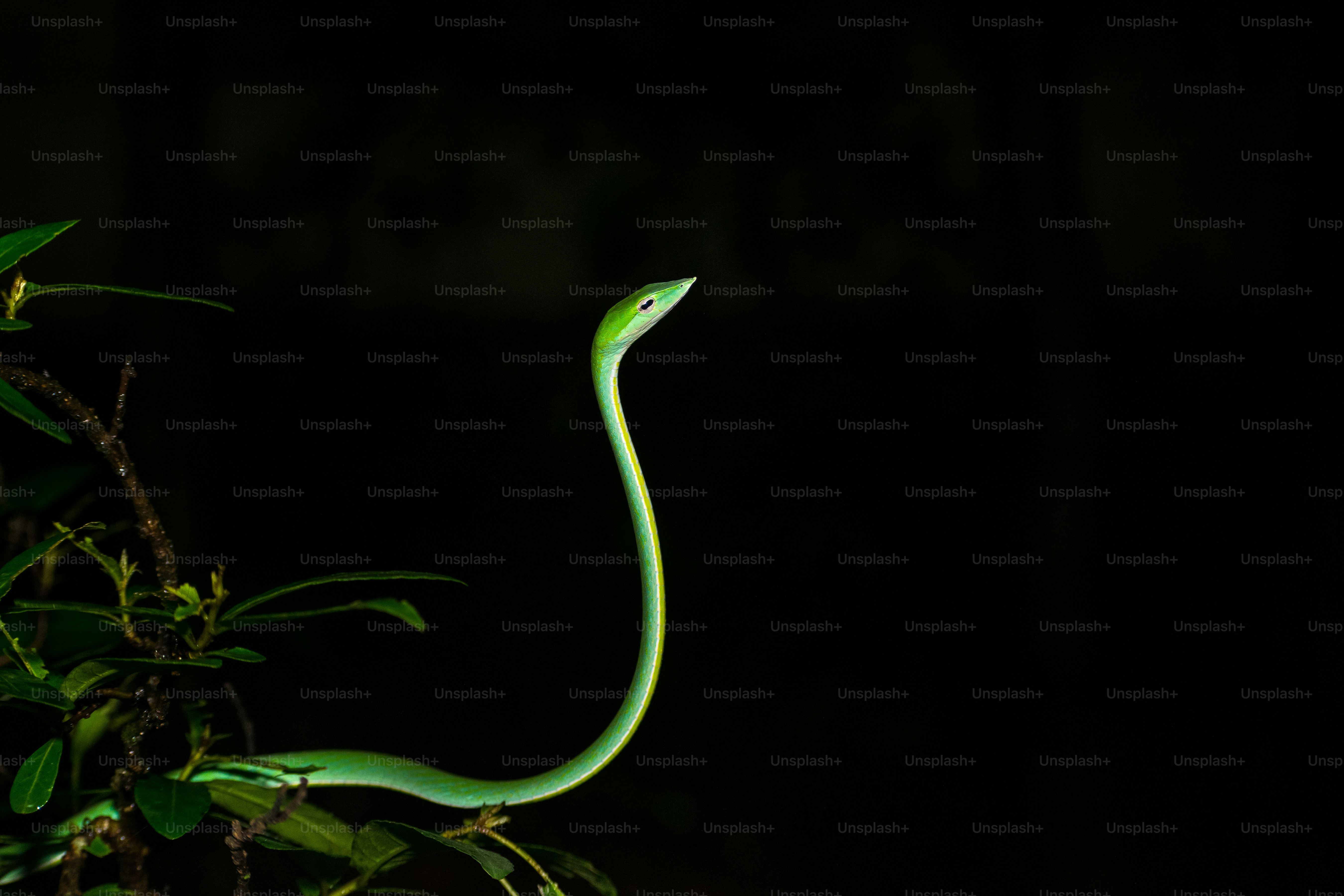 A green vine snake perched on a branch.
