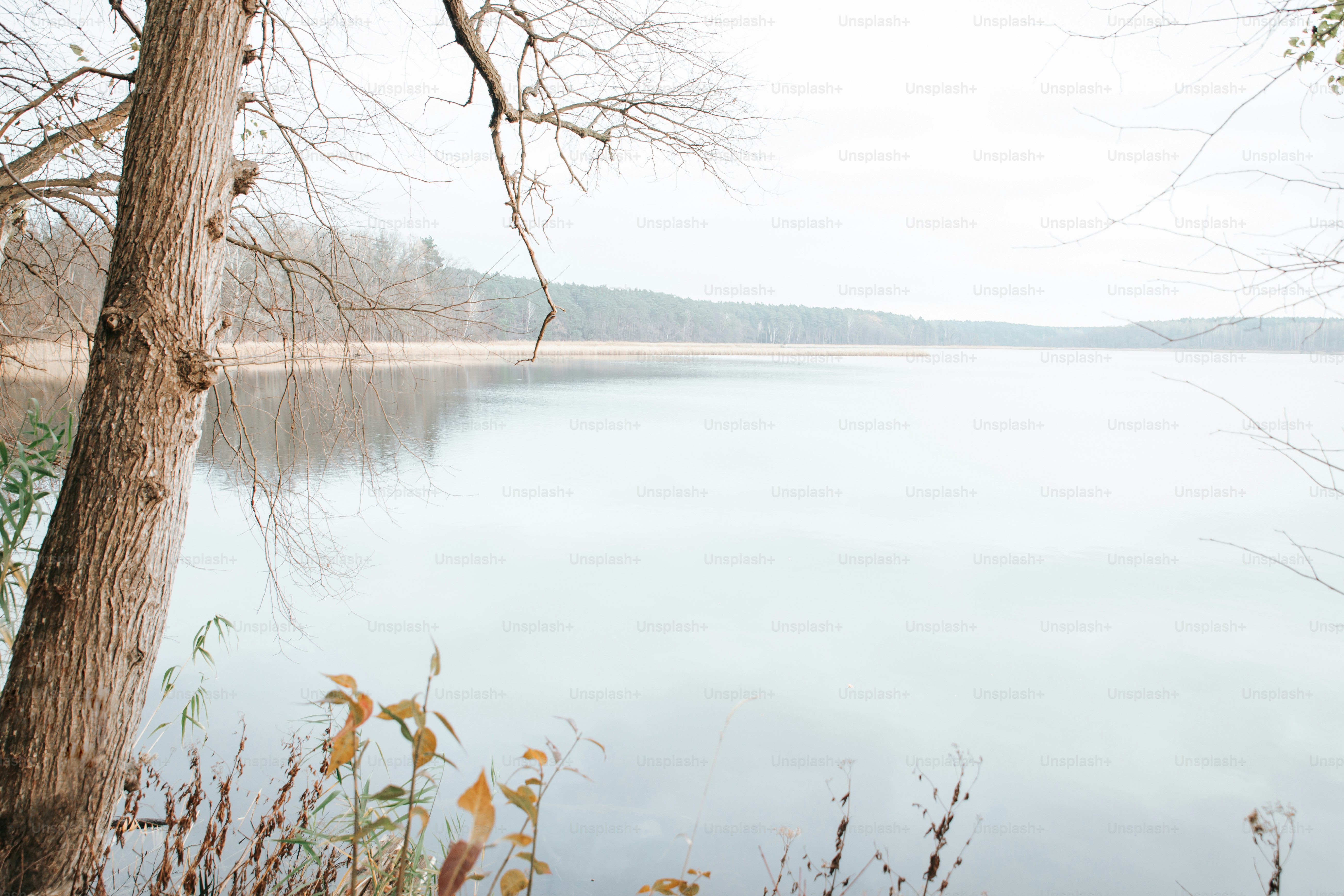 Calm lake with bare trees in winter