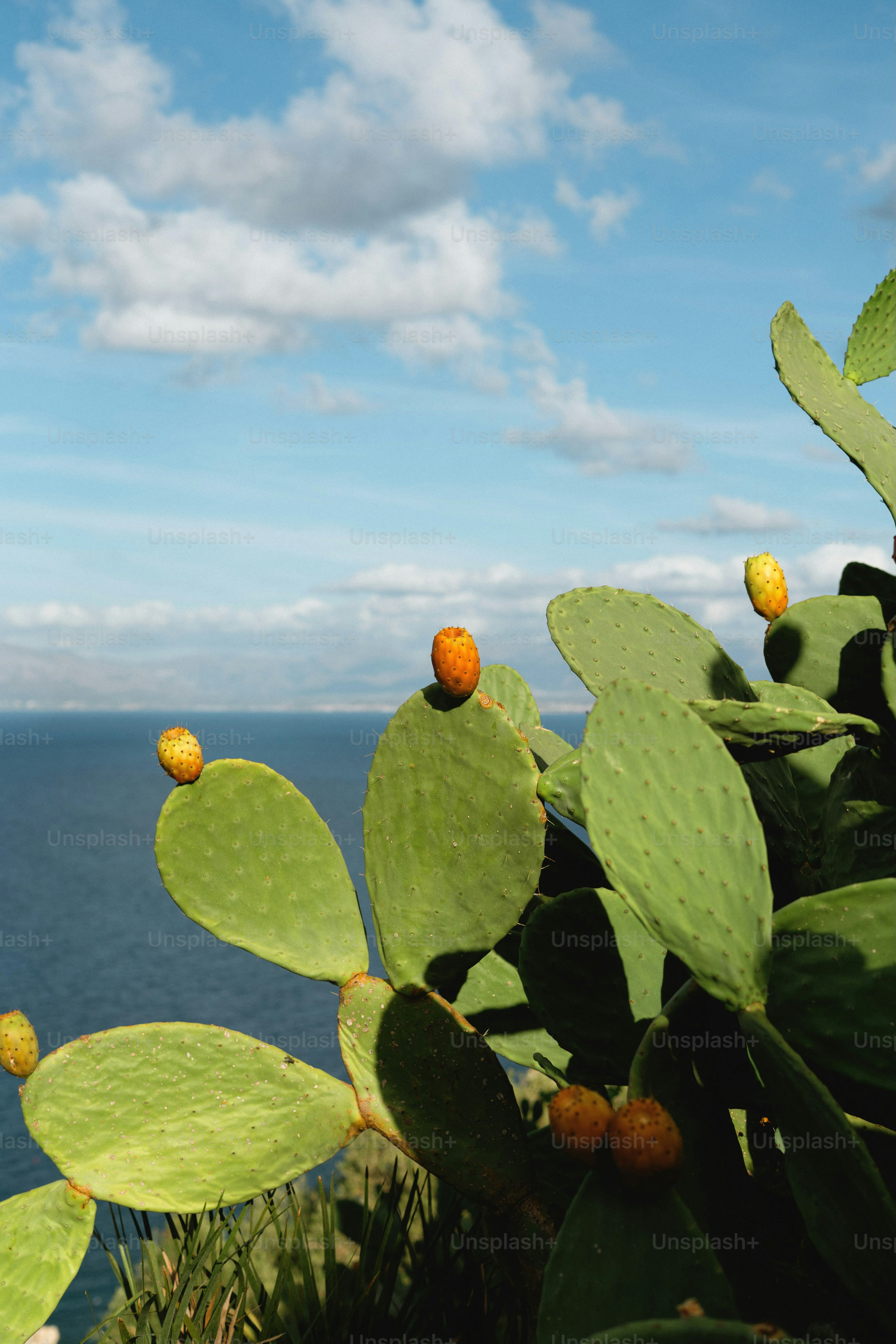 Prickly pear cactus with fruit by the ocean