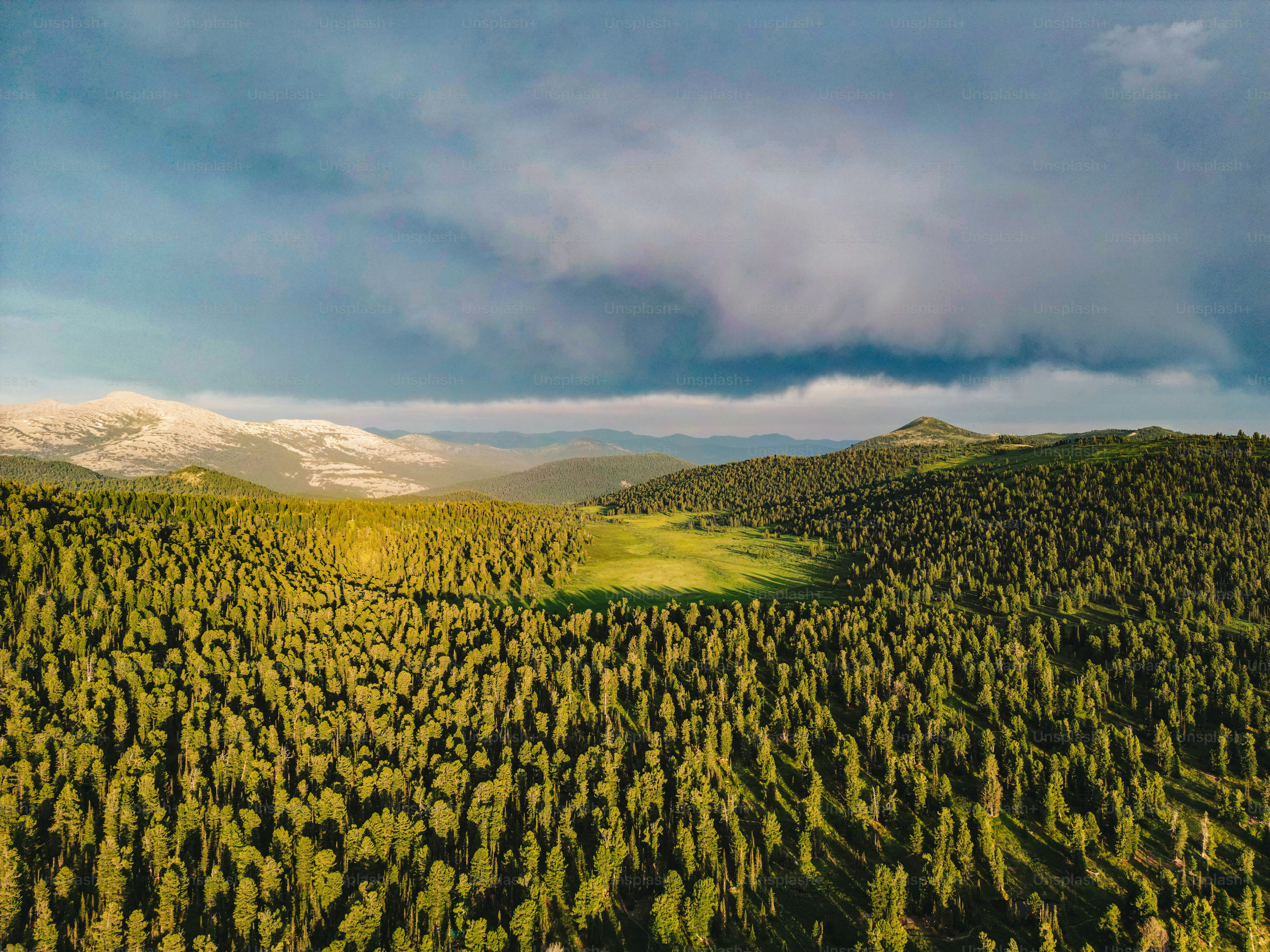Vista aérea de un bosque denso con montañas más allá