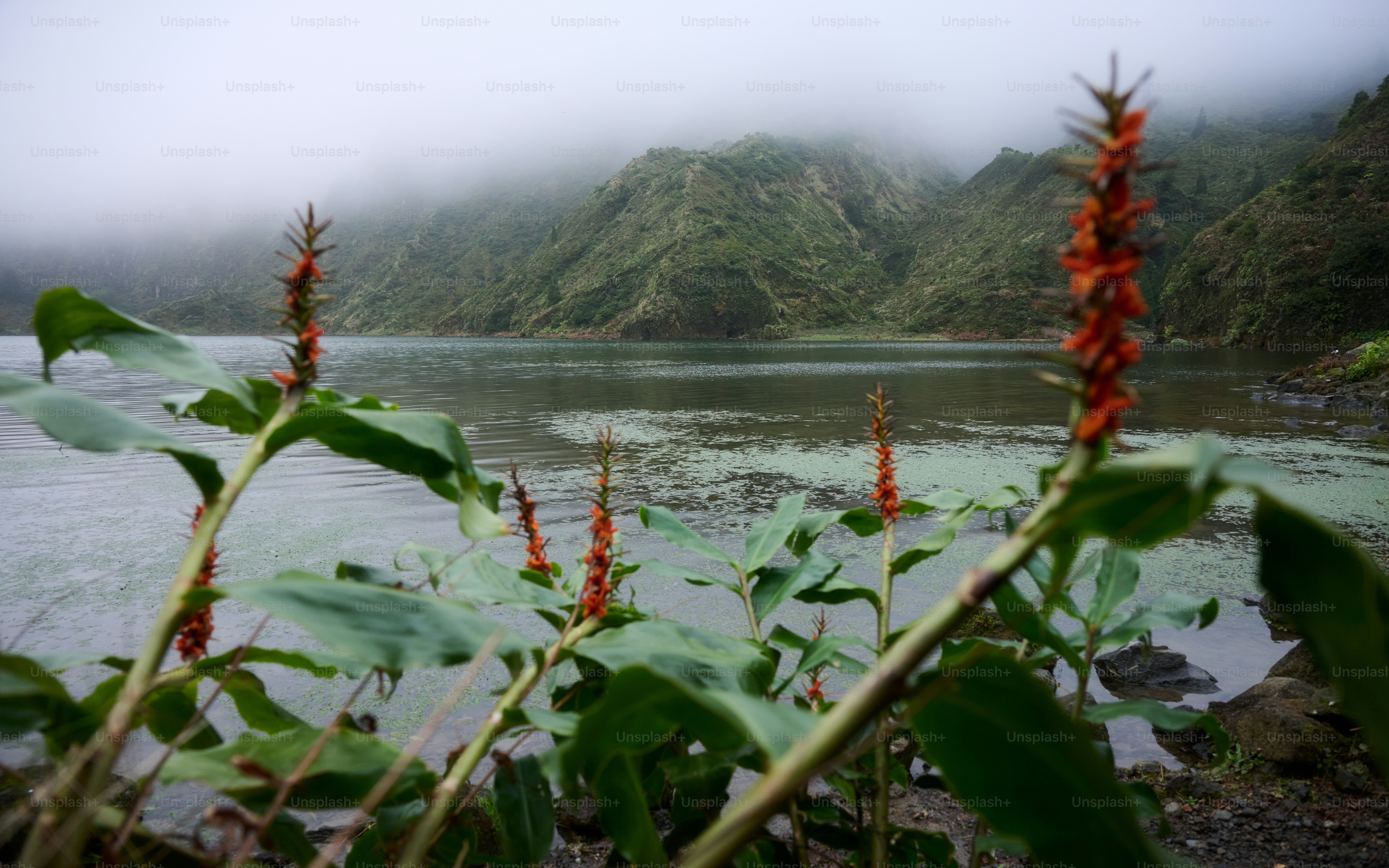Orange flowers bloom by a misty lake and hills.