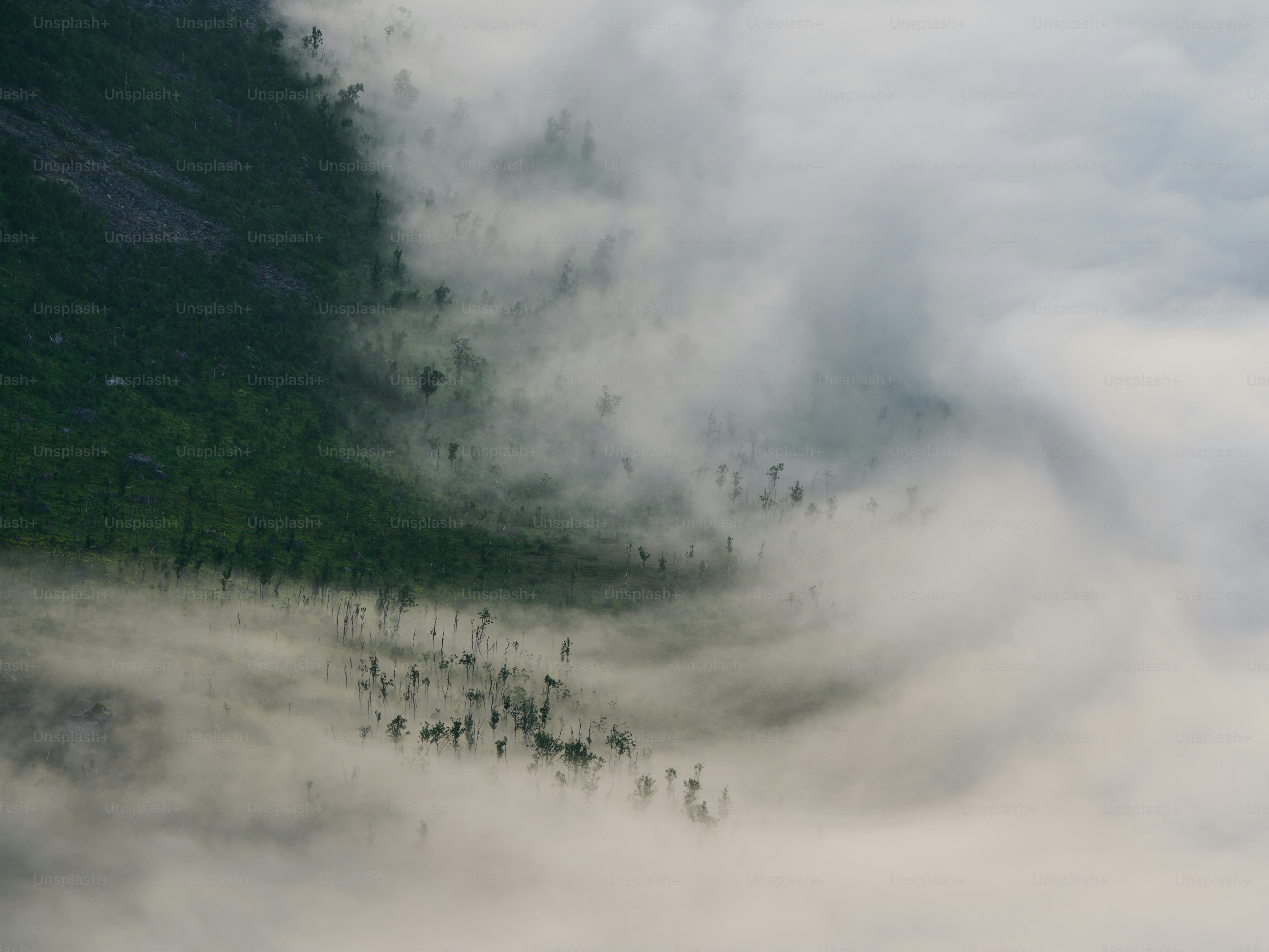 Nebeliger Nebel zieht über einen grünen Waldhang.
