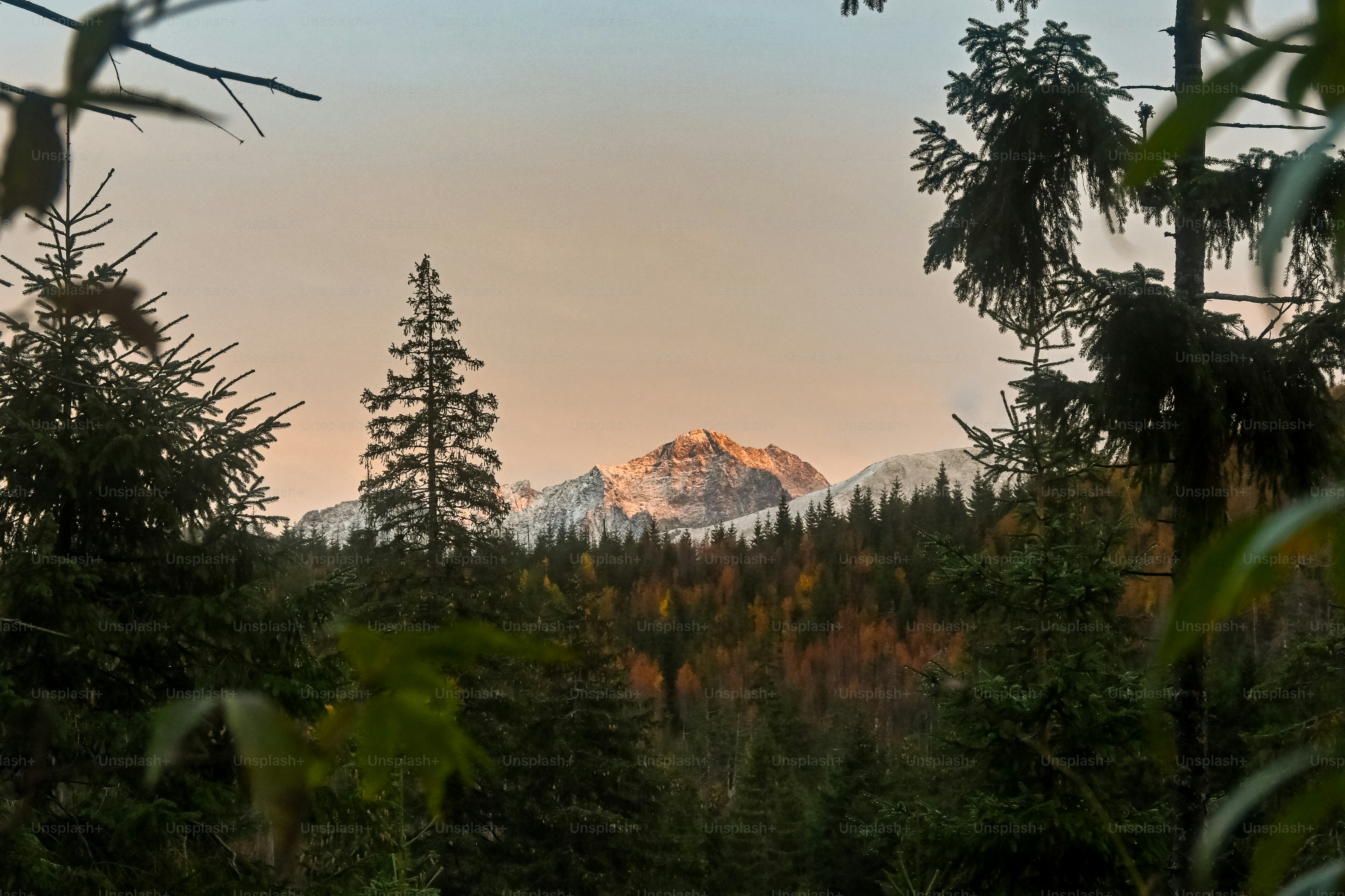 木々の間を通り抜ける夜明けの雪を頂く山頂