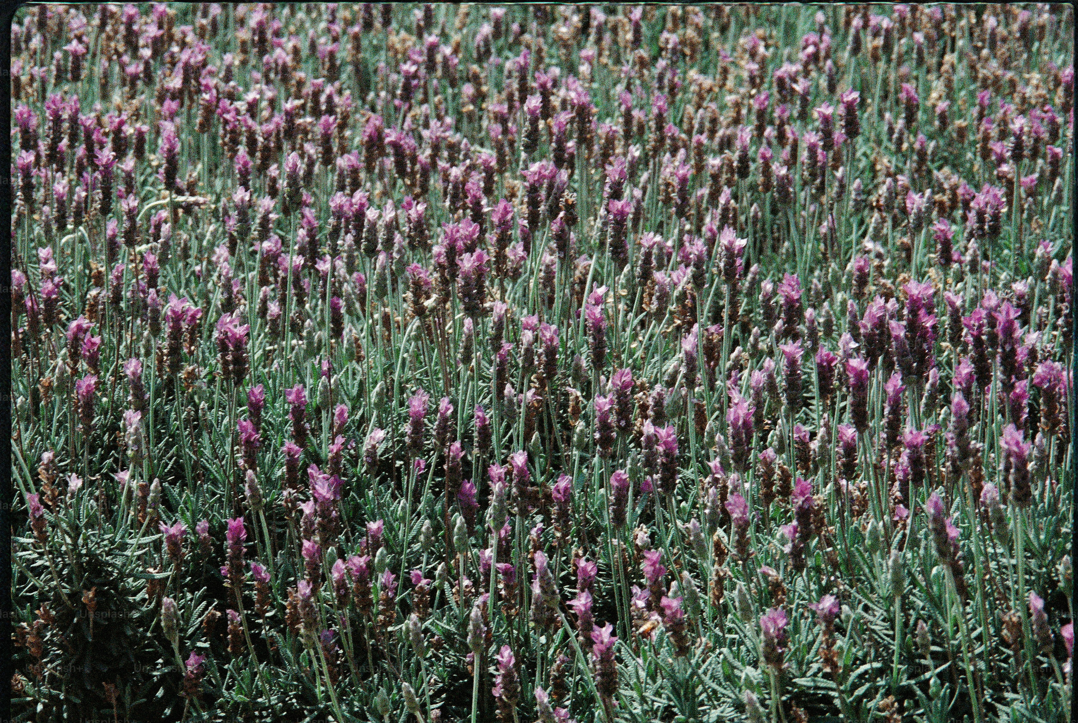 A field of blooming purple lavender flowers.