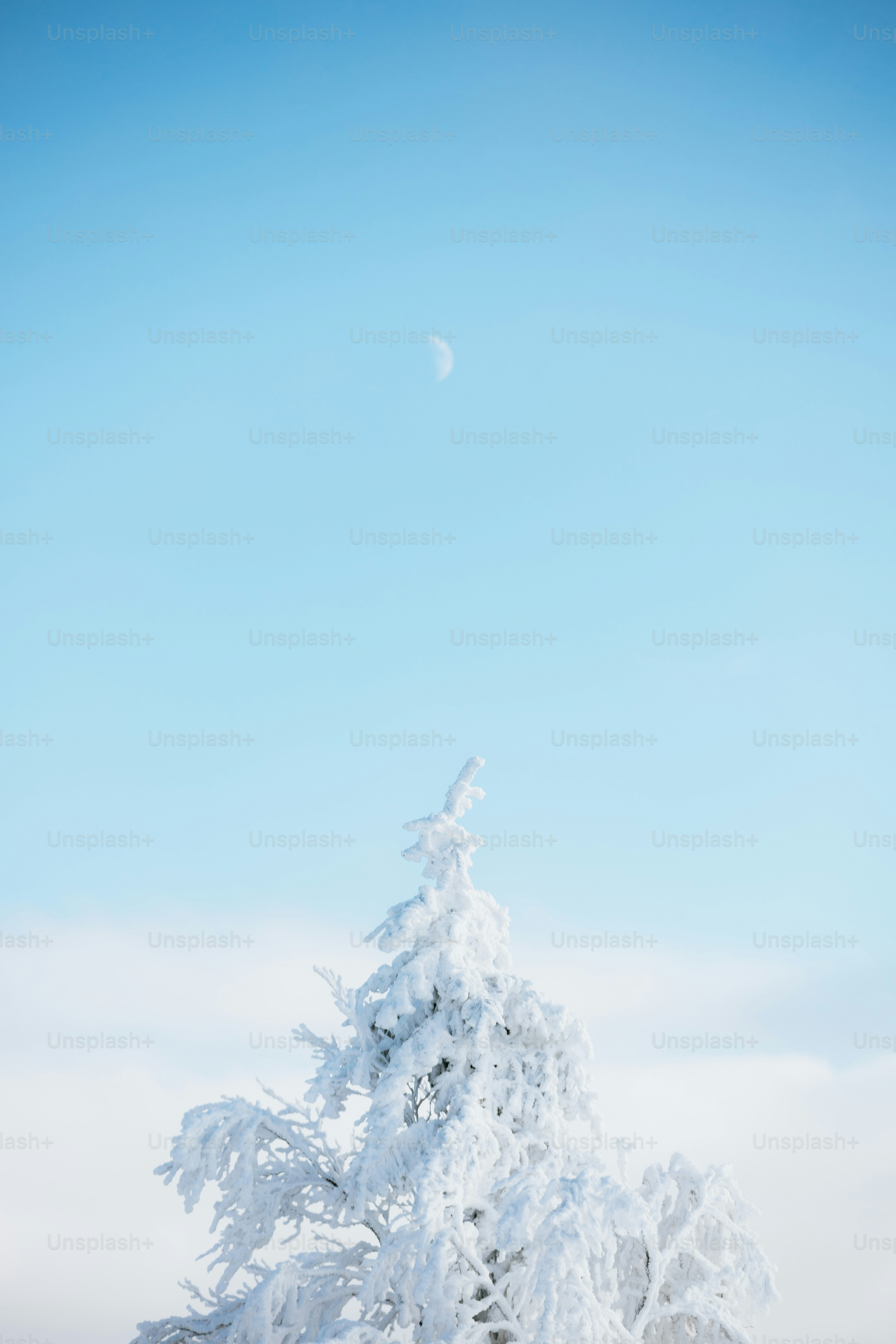 Un arbre enneigé contre un ciel bleu clair avec la lune.