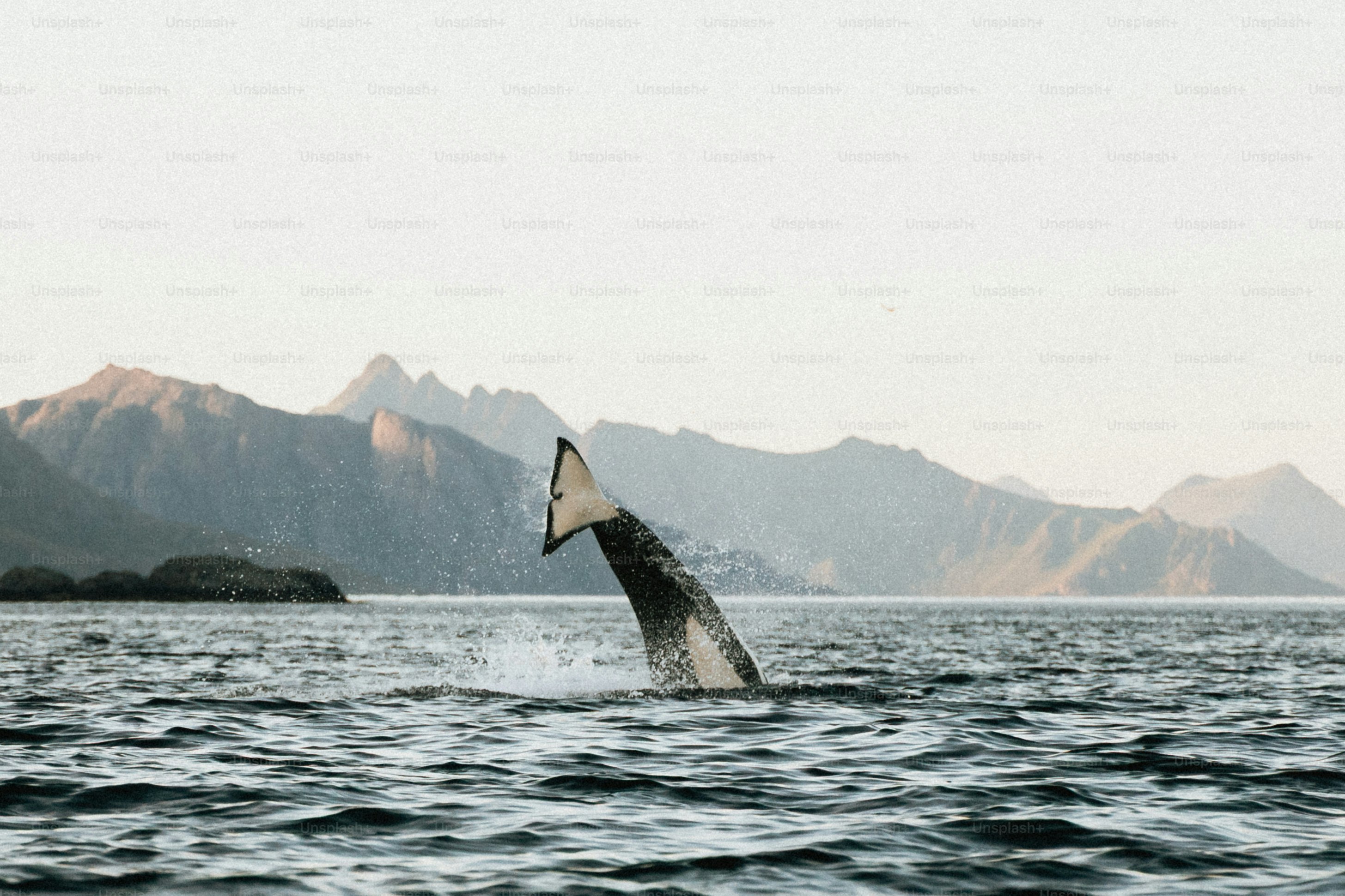 Whale tail emerging from the ocean near mountains