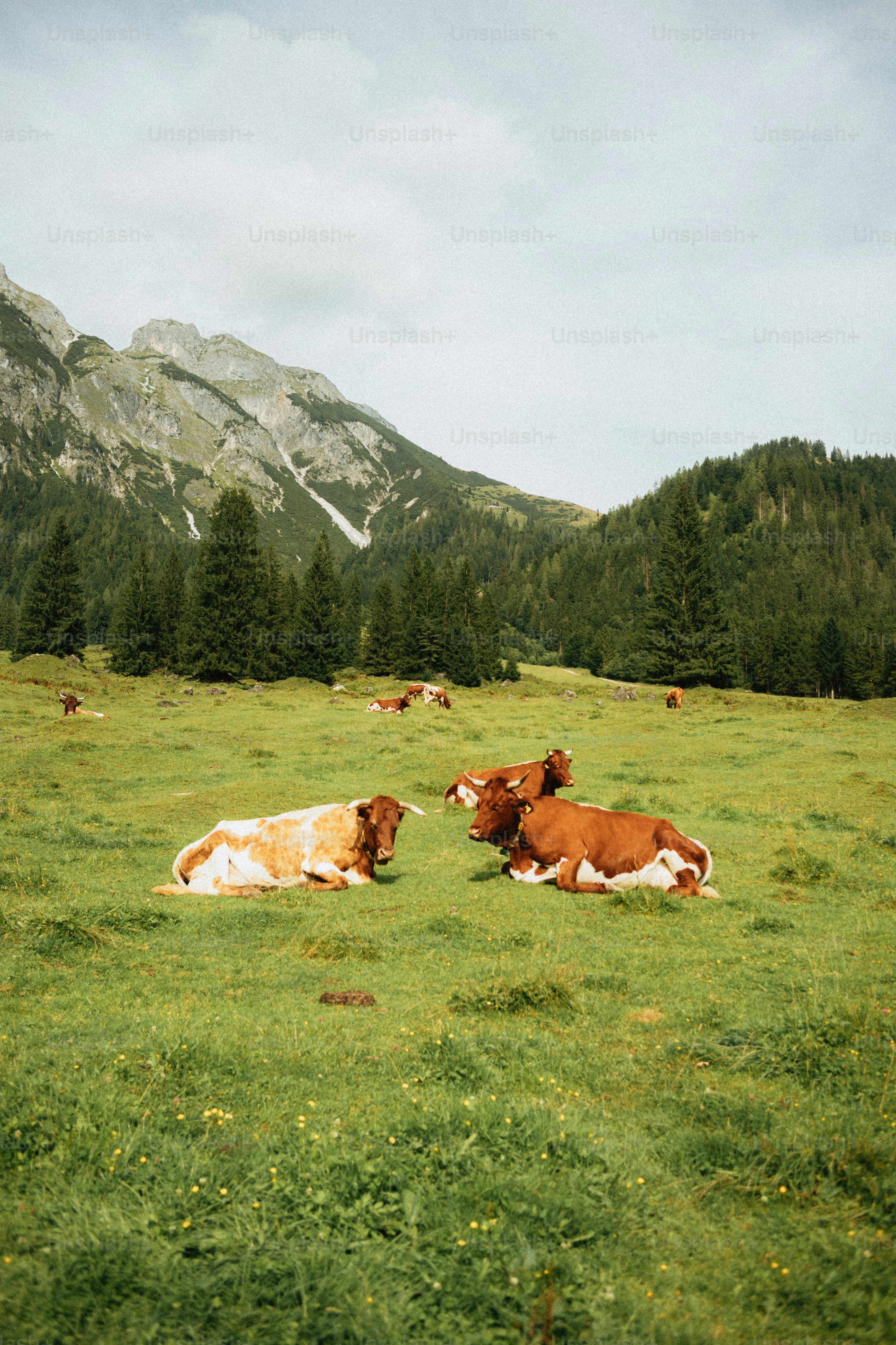 Des vaches se reposant dans une prairie verdoyante de montagne