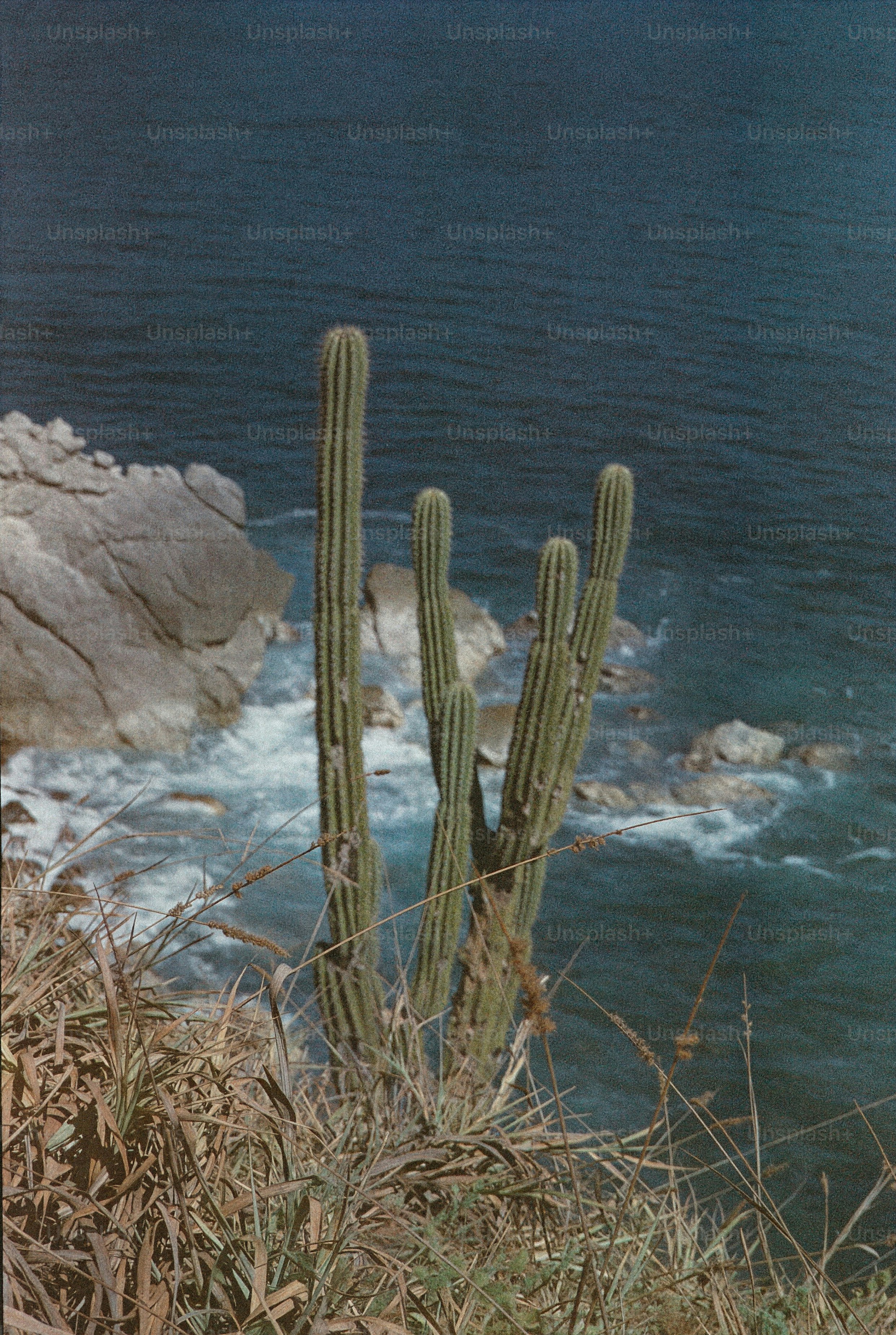 Tall cacti grow on a cliff overlooking the ocean.