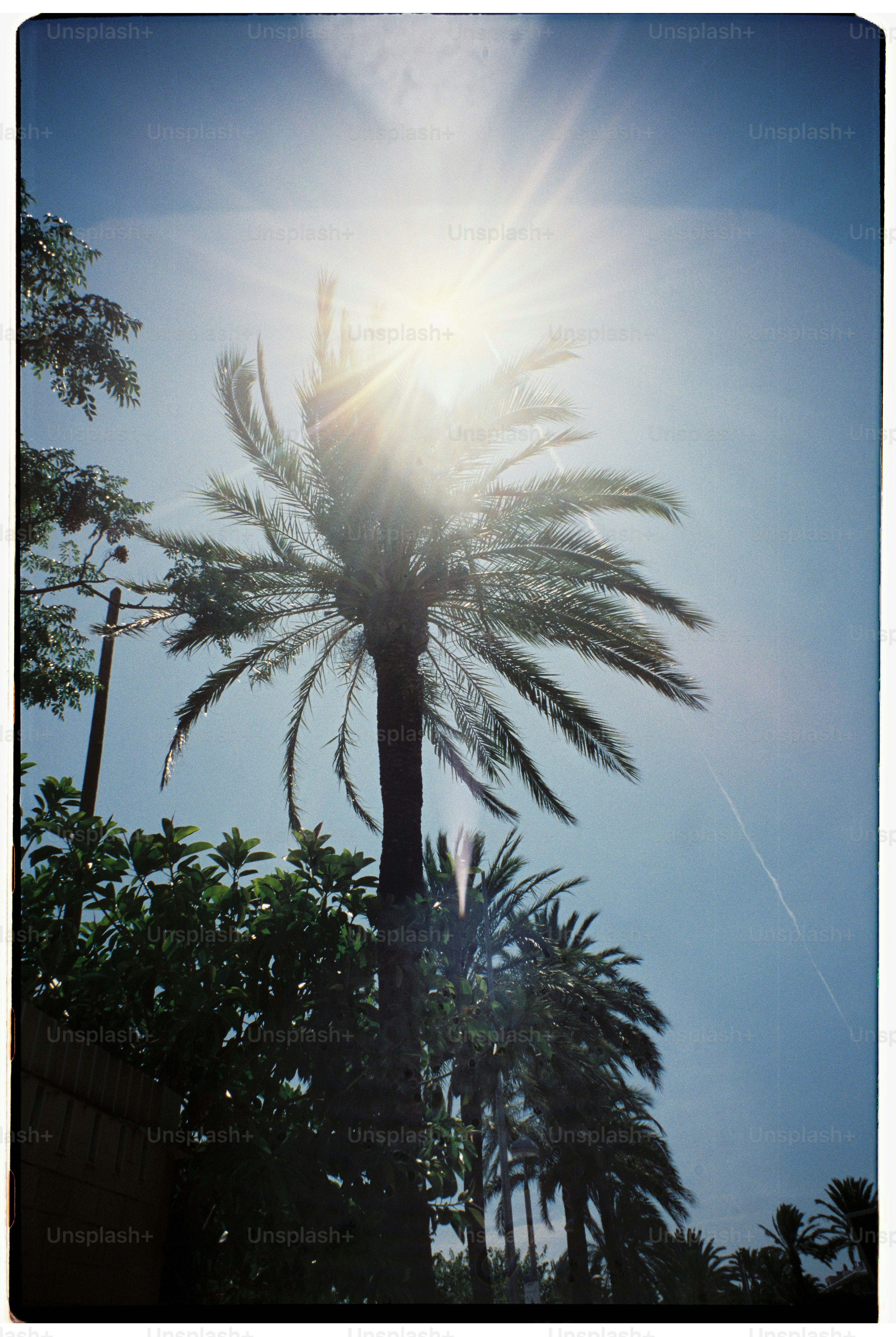 Le soleil brille vivement à travers les feuilles des palmiers
