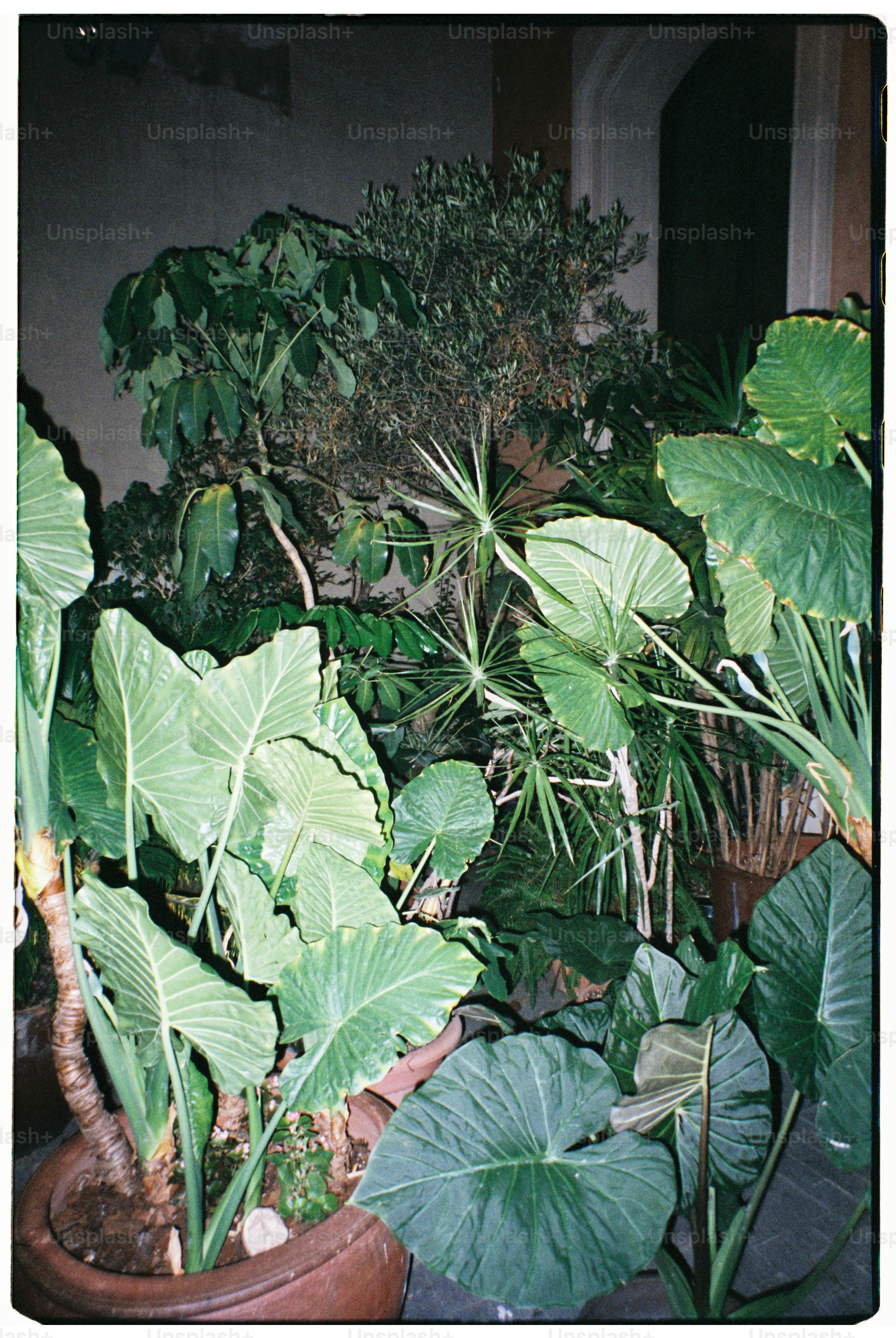 Lush green plants fill a dimly lit indoor space.