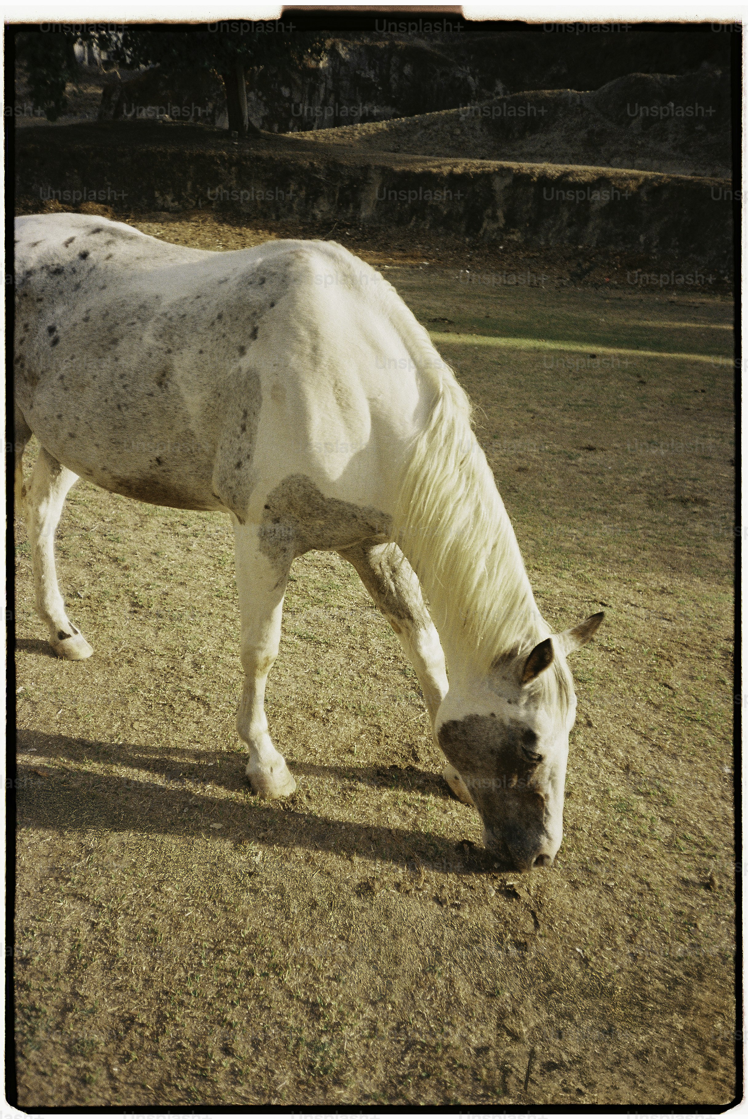 A white horse with brown spots grazes on dry grass.