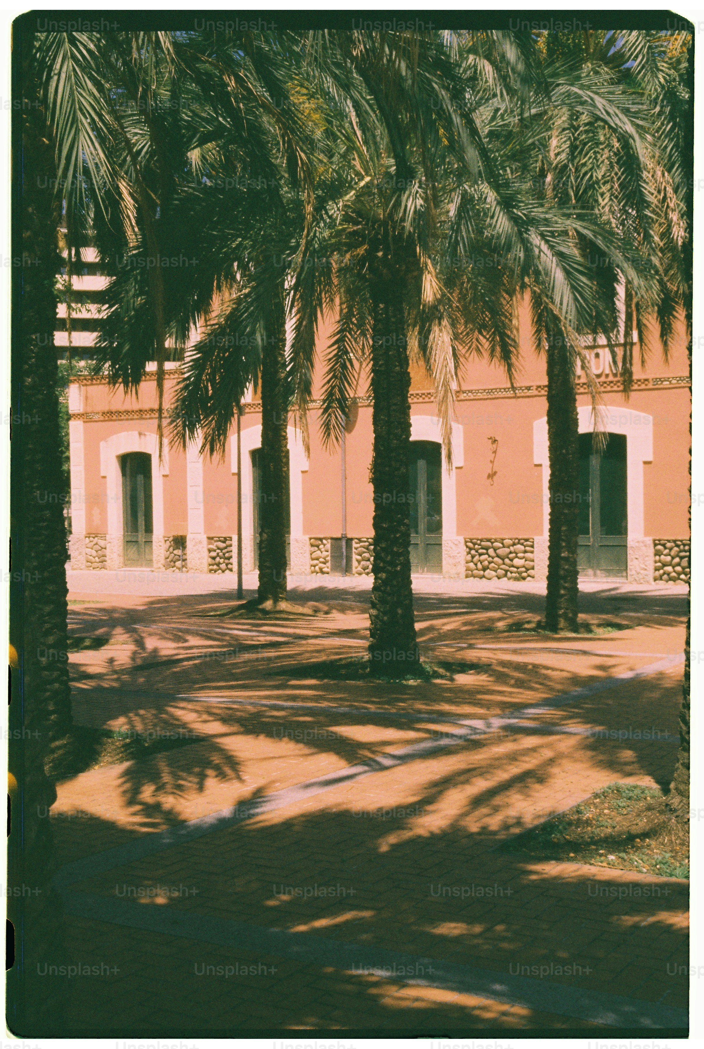 Palm trees casting shadows on a sunny day.