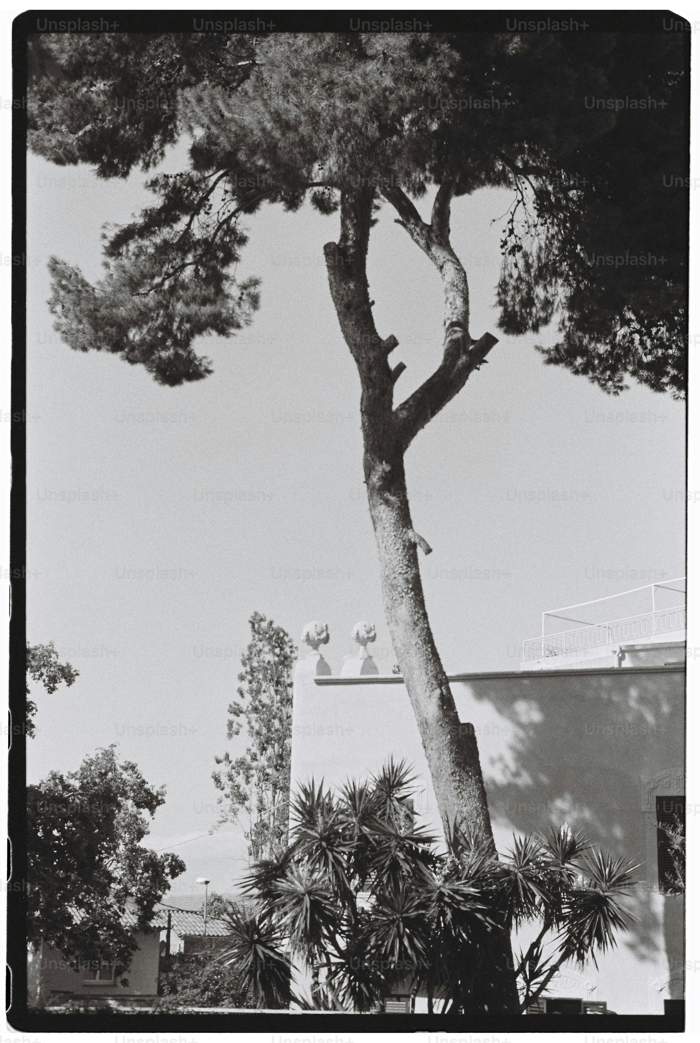 Un grand pin avec des bâtiments et un ciel bleu