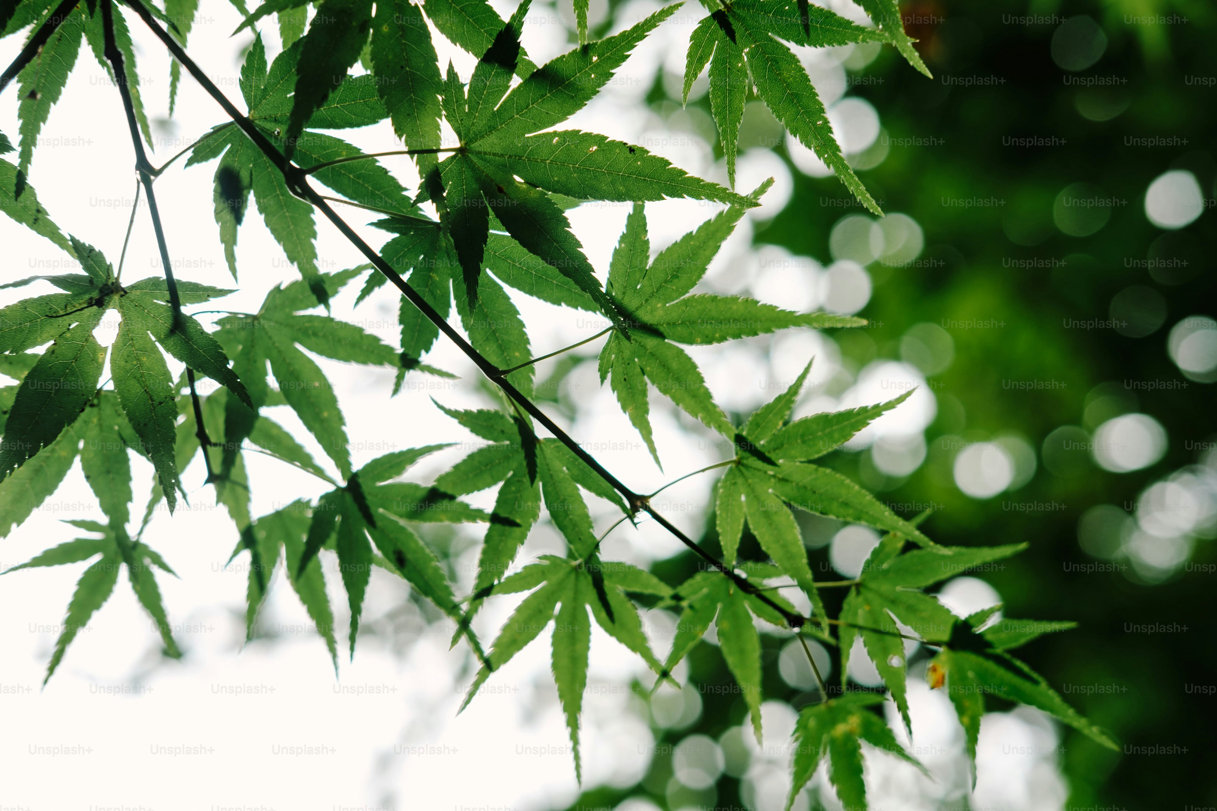 Green maple leaves on a branch with bokeh background